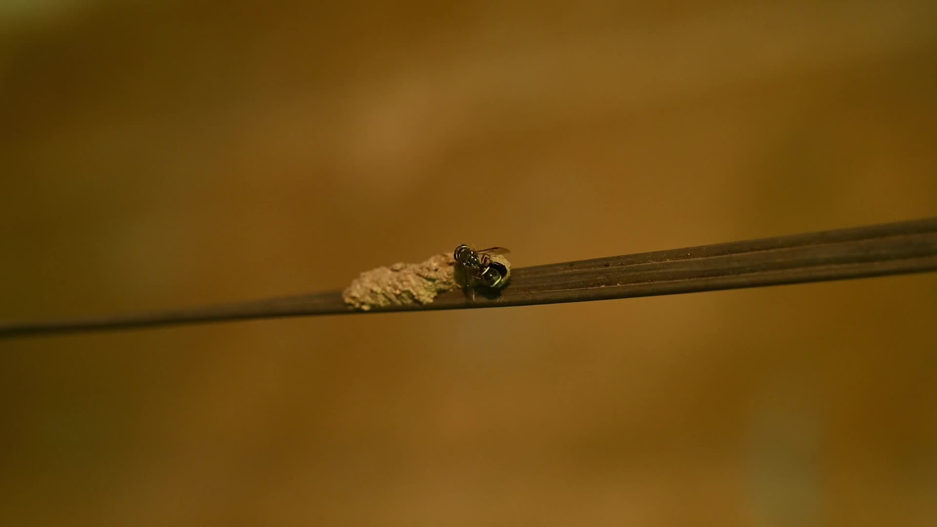 Potter wasp - Eumeninae - Animal India