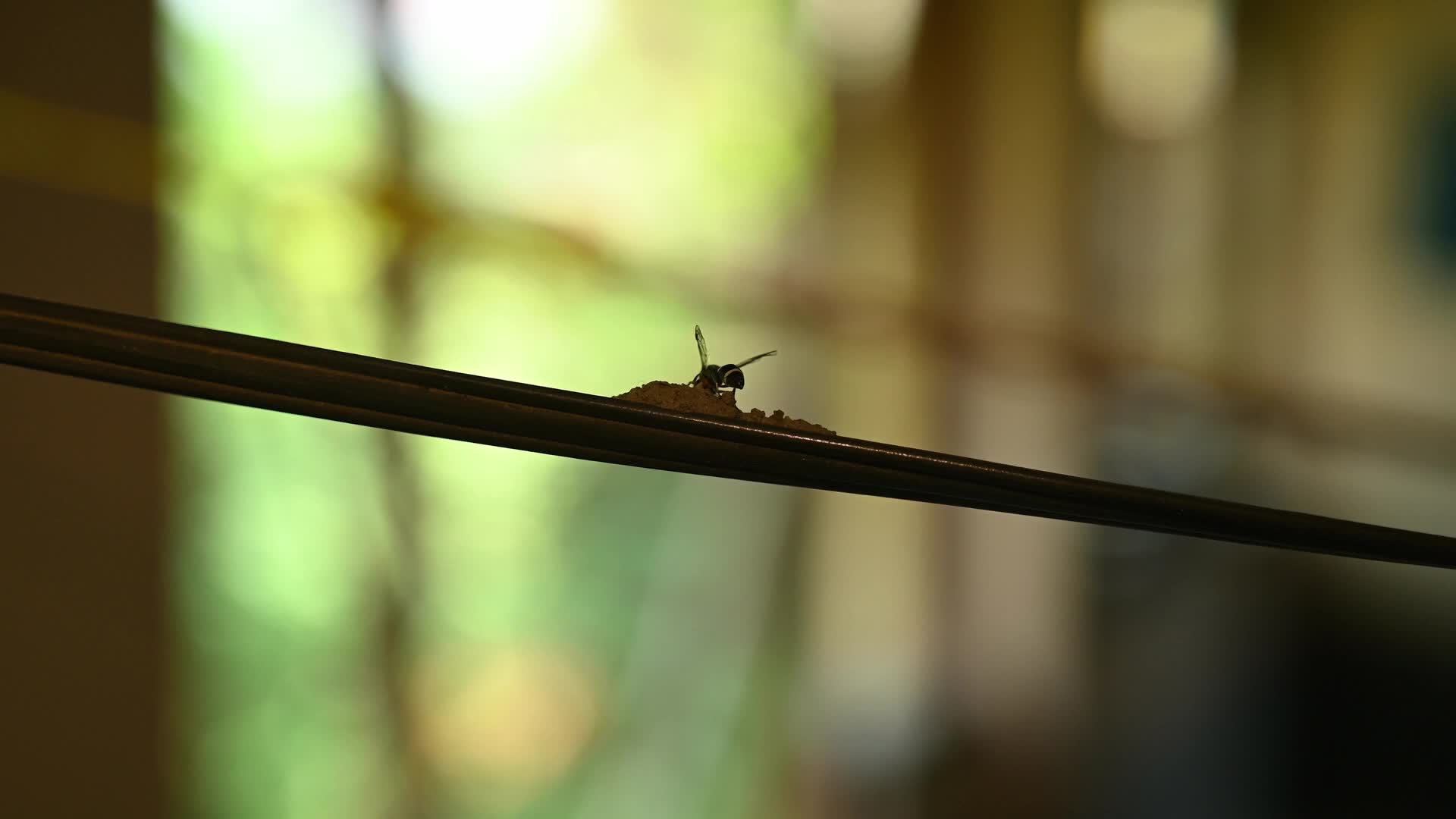 Potter wasp - Eumeninae - Animal India