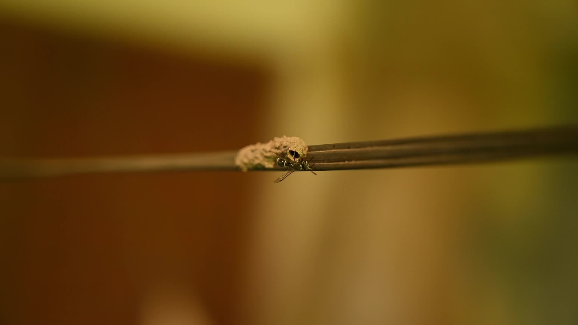 Potter wasp - Eumeninae - Animal India