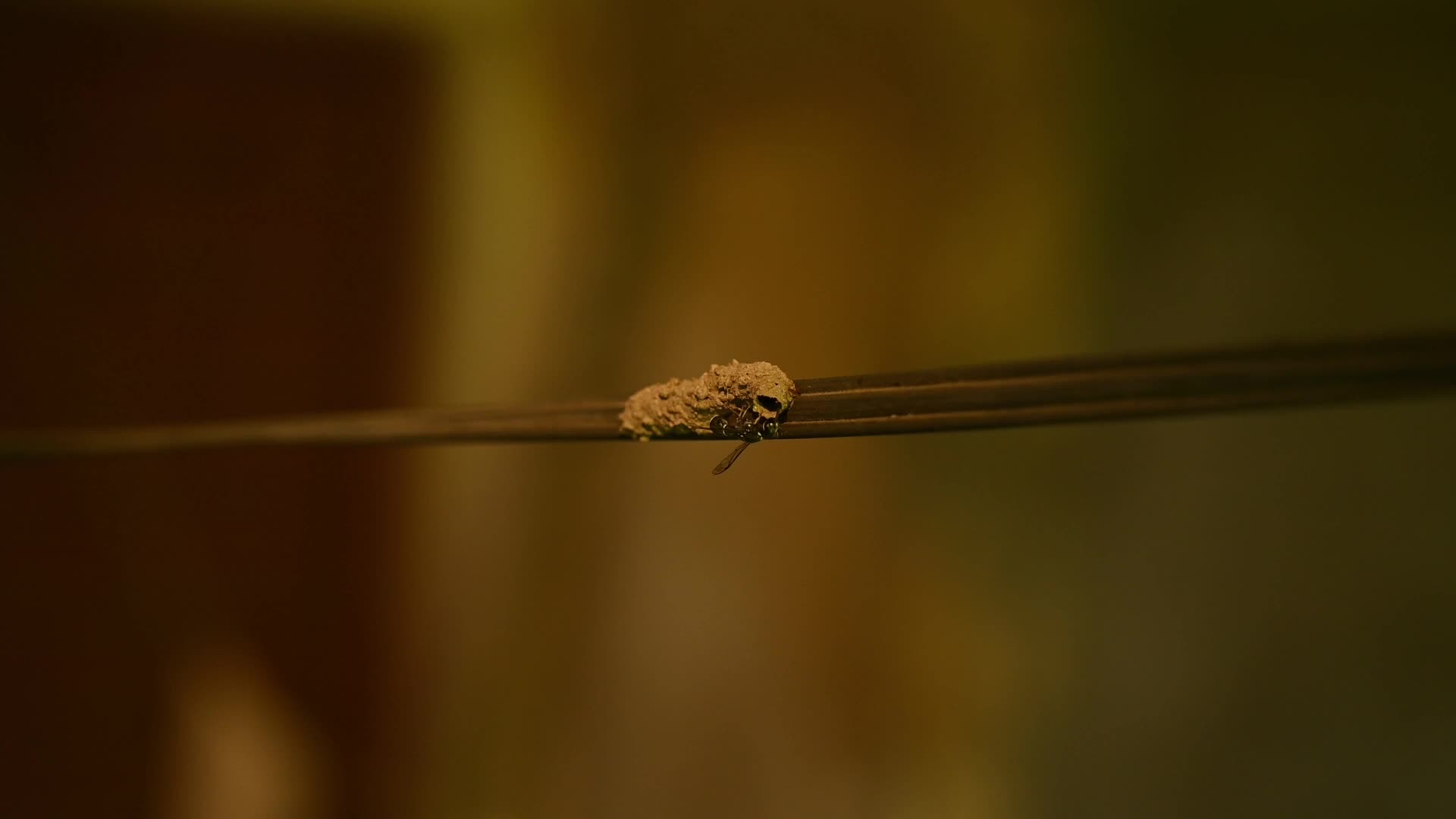 Potter wasp - Eumeninae - Animal India