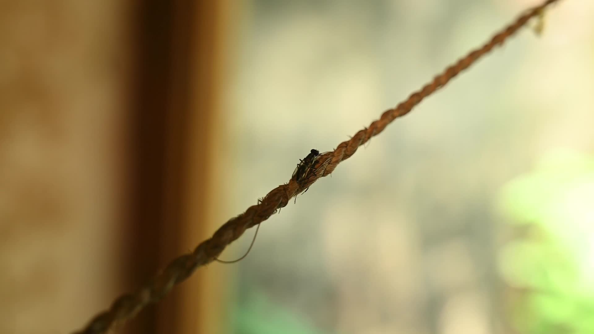 Parasitic wasp - Ecological Role - Natural agents of pest control