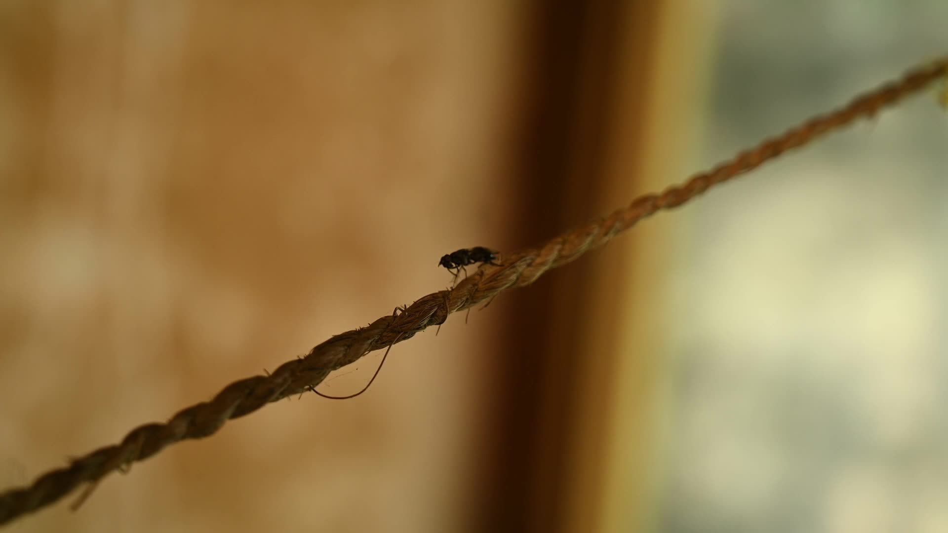 Parasitic wasp - Ecological Role - Natural agents of pest control