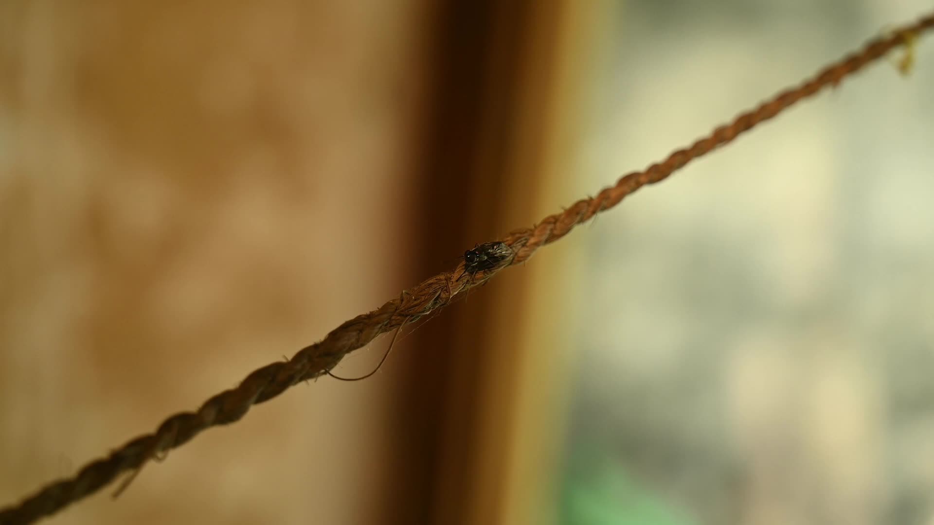 Parasitic wasp - Ecological Role - Natural agents of pest control