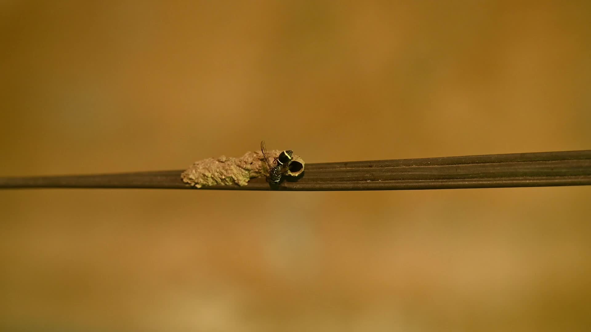 Potter wasp - Eumeninae - Animal India