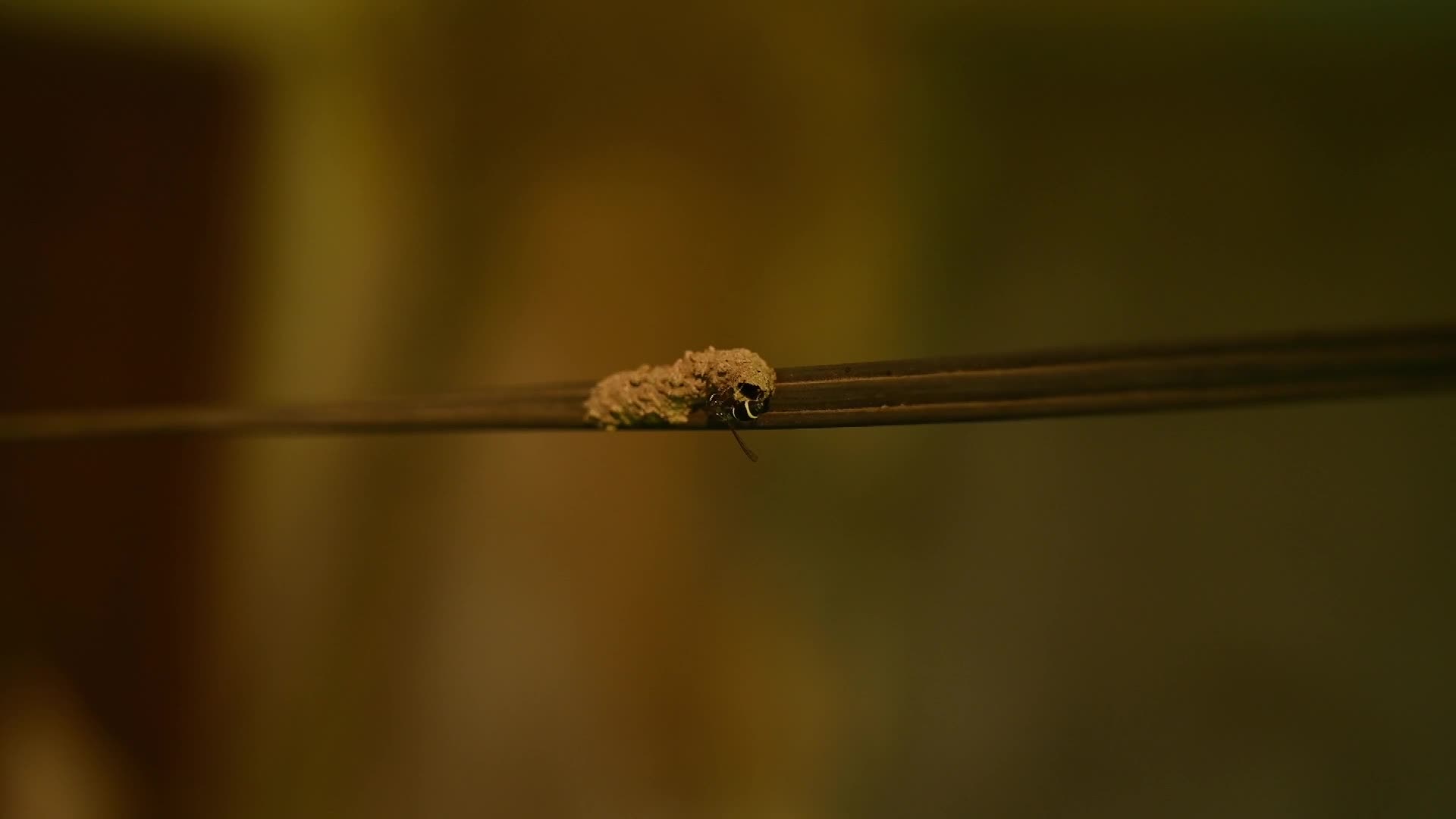 Potter wasp - Eumeninae - Animal India - 06/27/2026