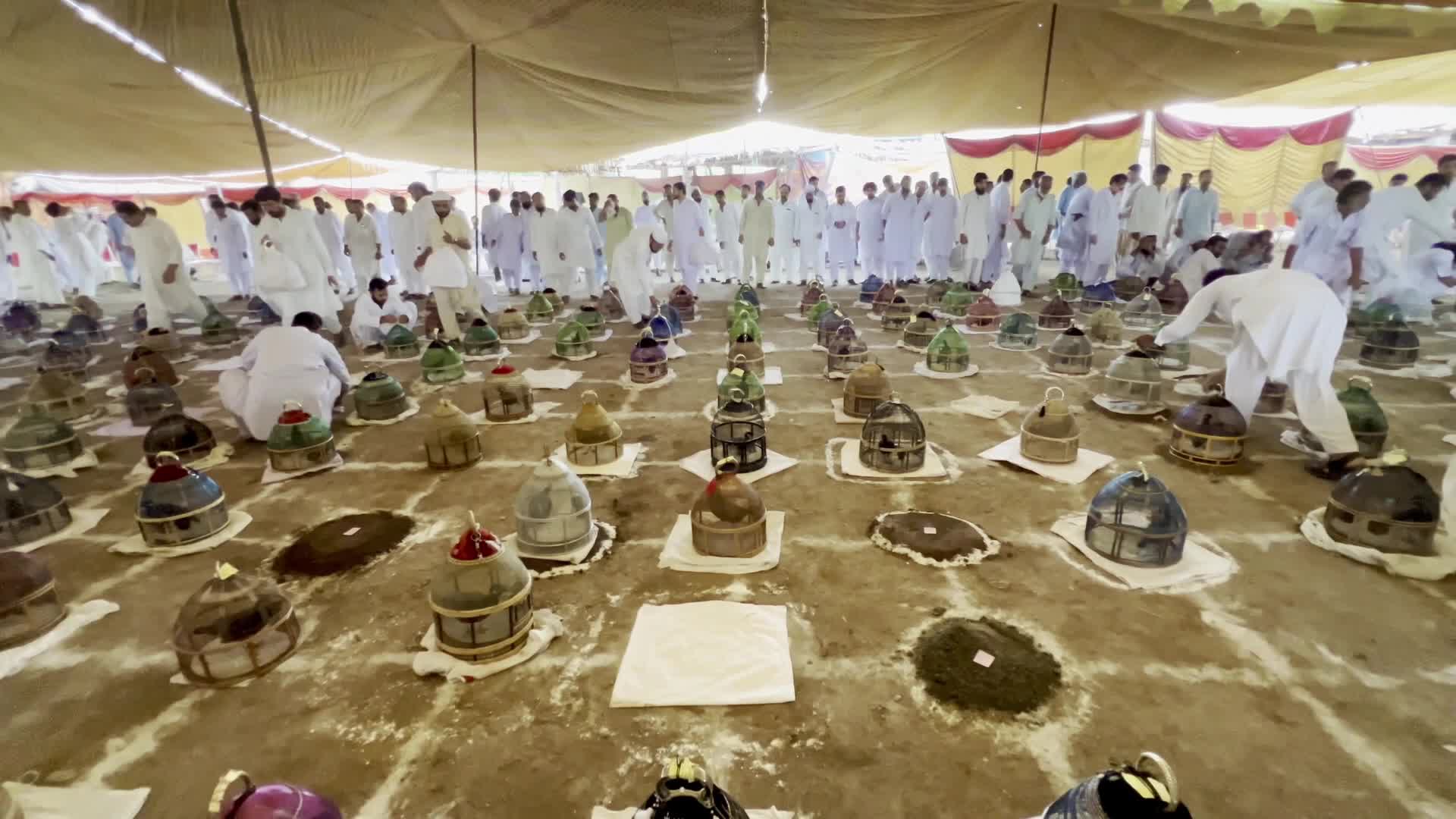 Black Partridge Singing Competition in Peshawar