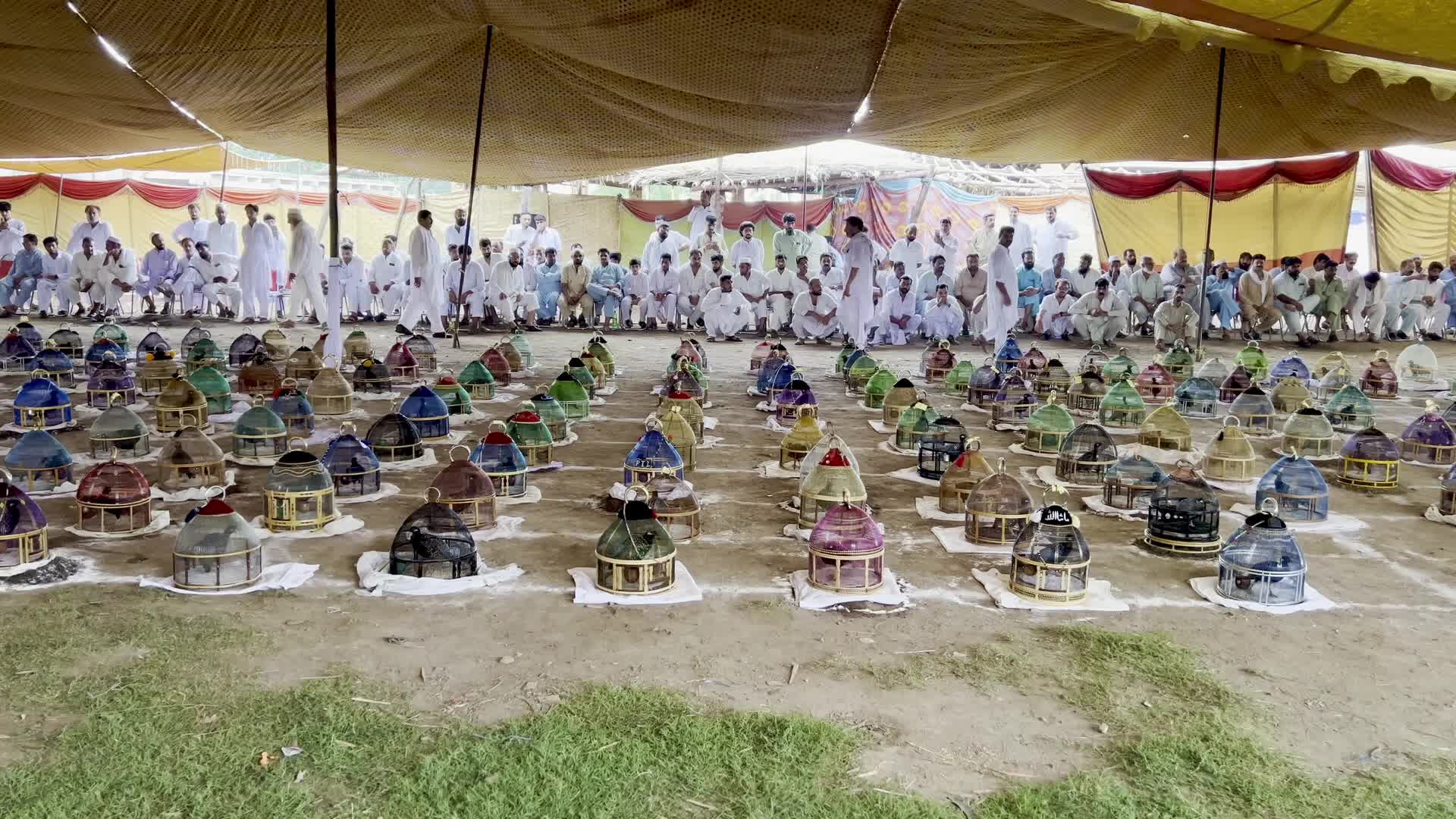 Black Partridge Singing Competition in Peshawar