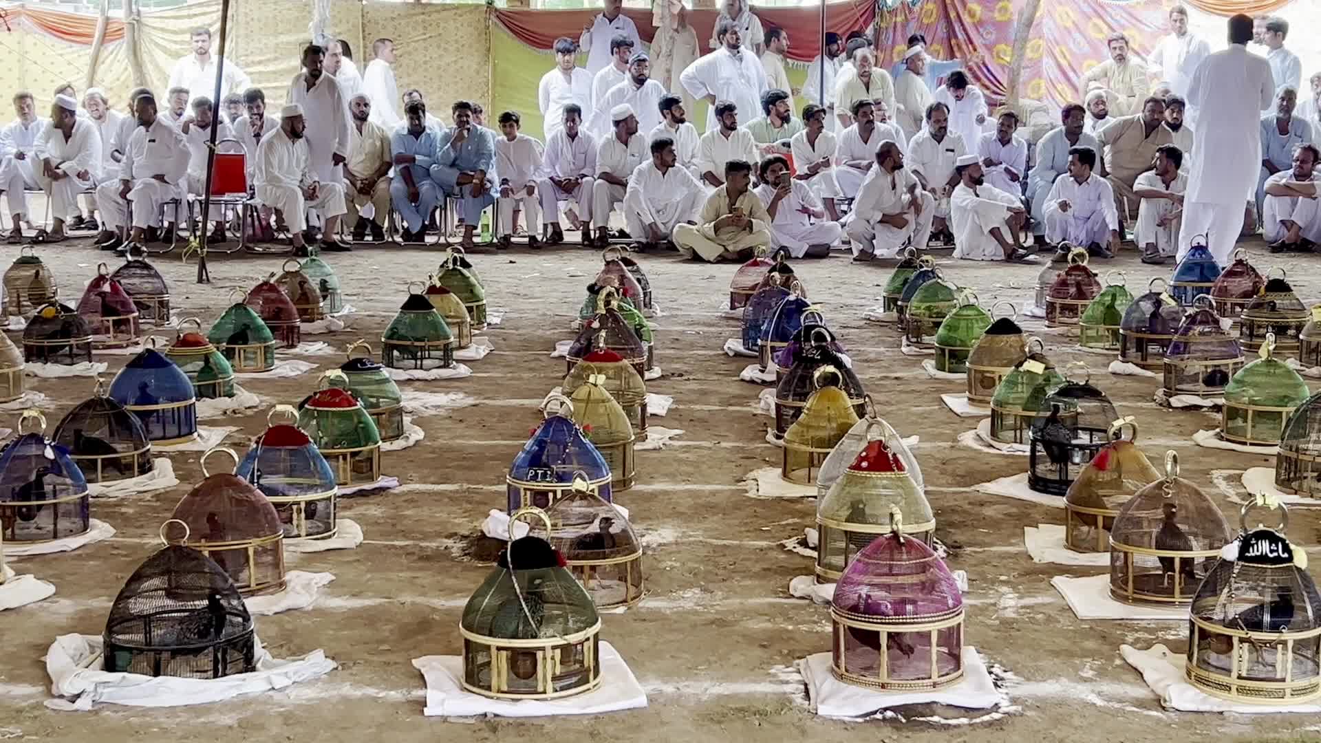 Black Partridge Singing Competition in Peshawar
