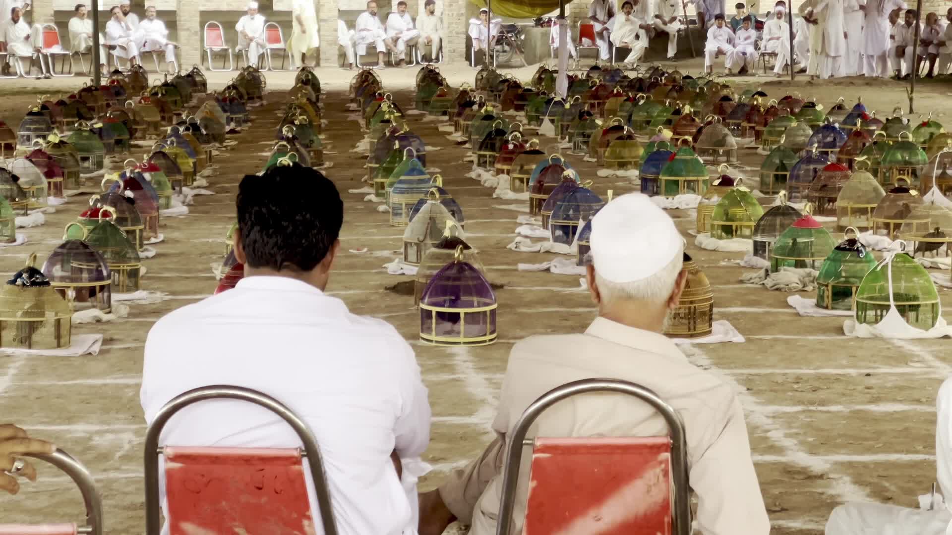 Black Partridge Singing Competition in Peshawar
