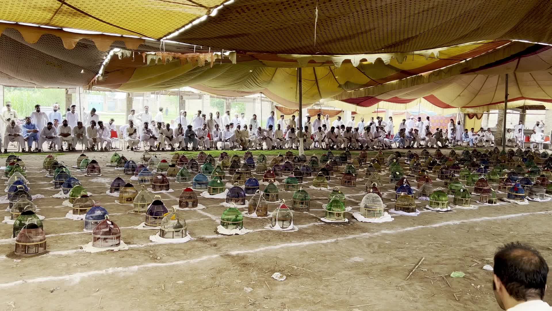 Black Partridge Singing Competition in Peshawar
