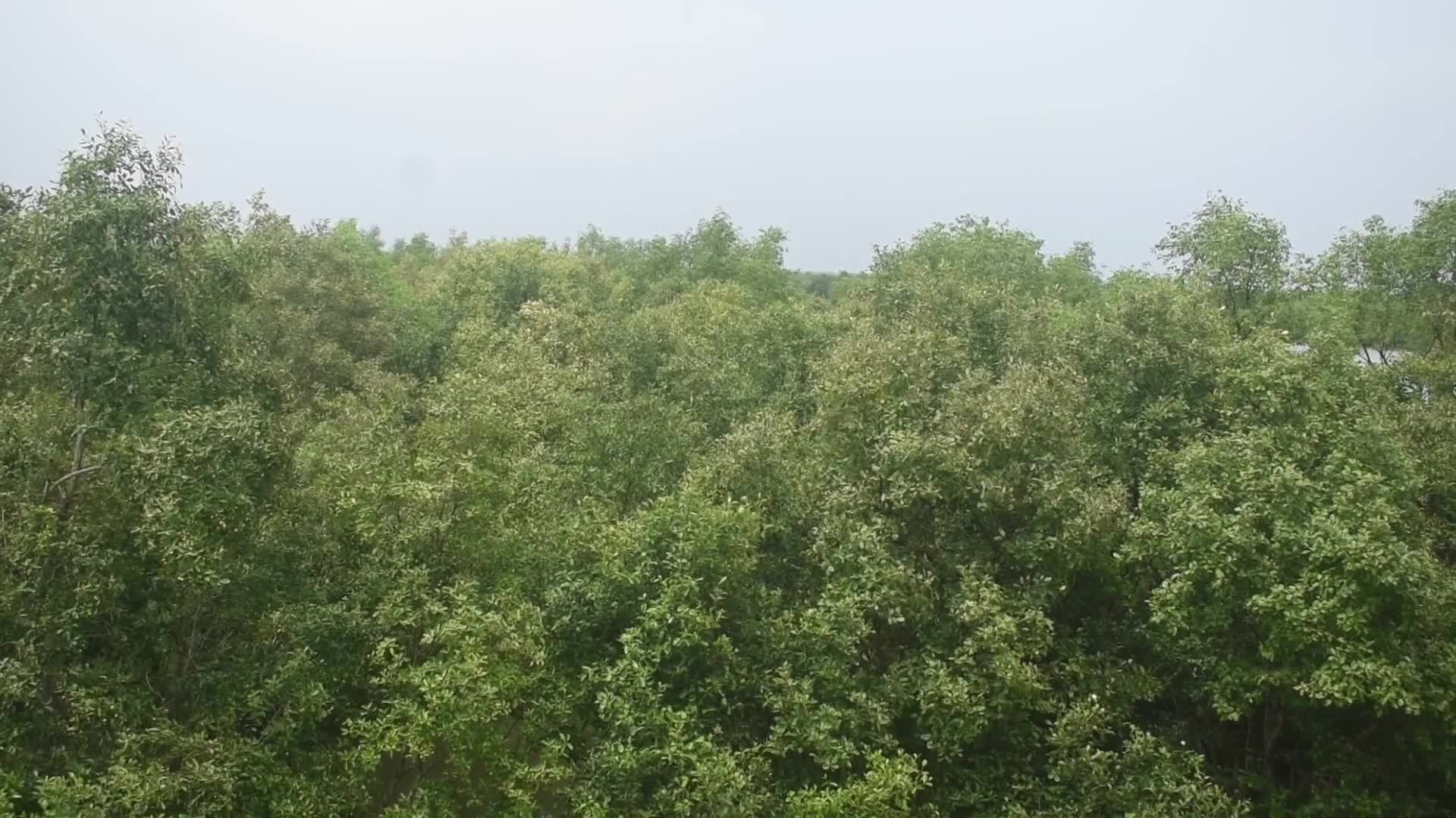 Mangrove Forests Along The Matla River In West Bengal
