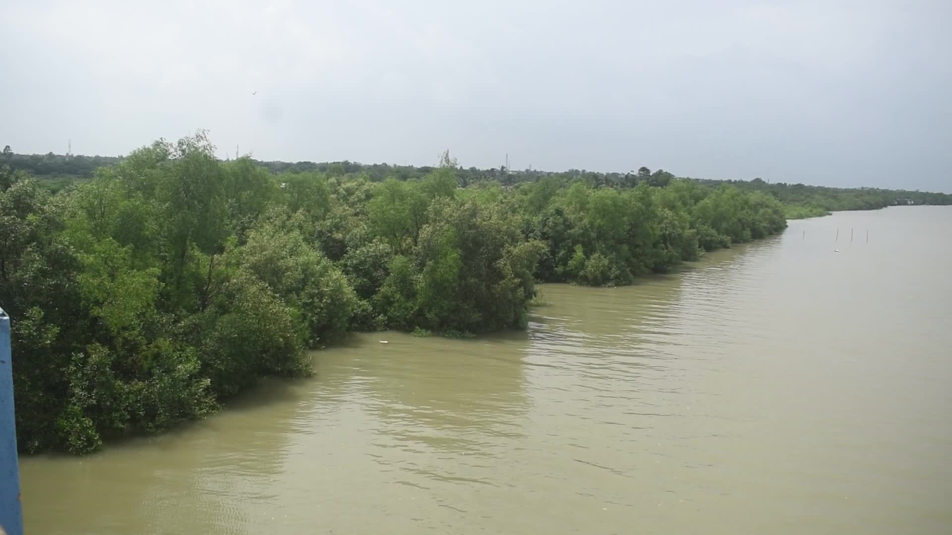 Mangrove Forests Along The Matla River In West Bengal