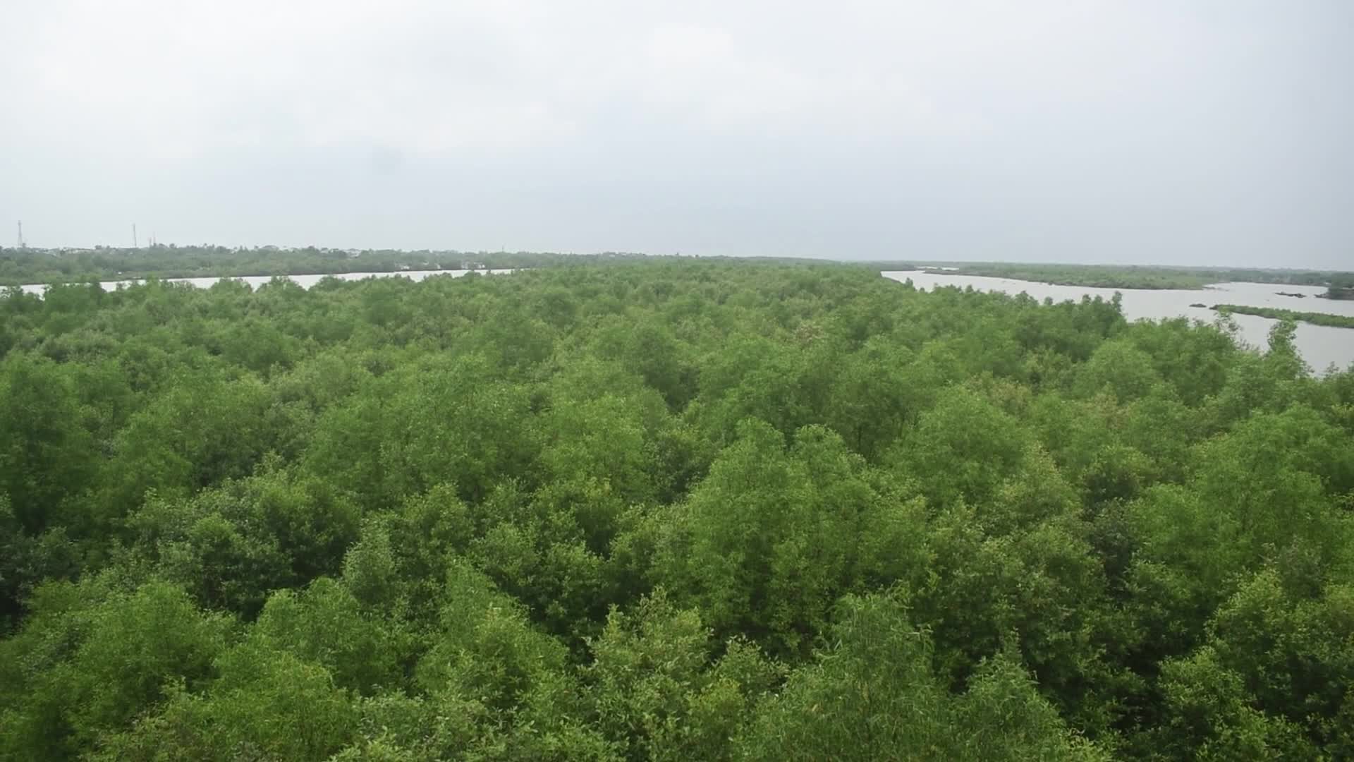 Mangrove Forests Along The Matla River In West Bengal