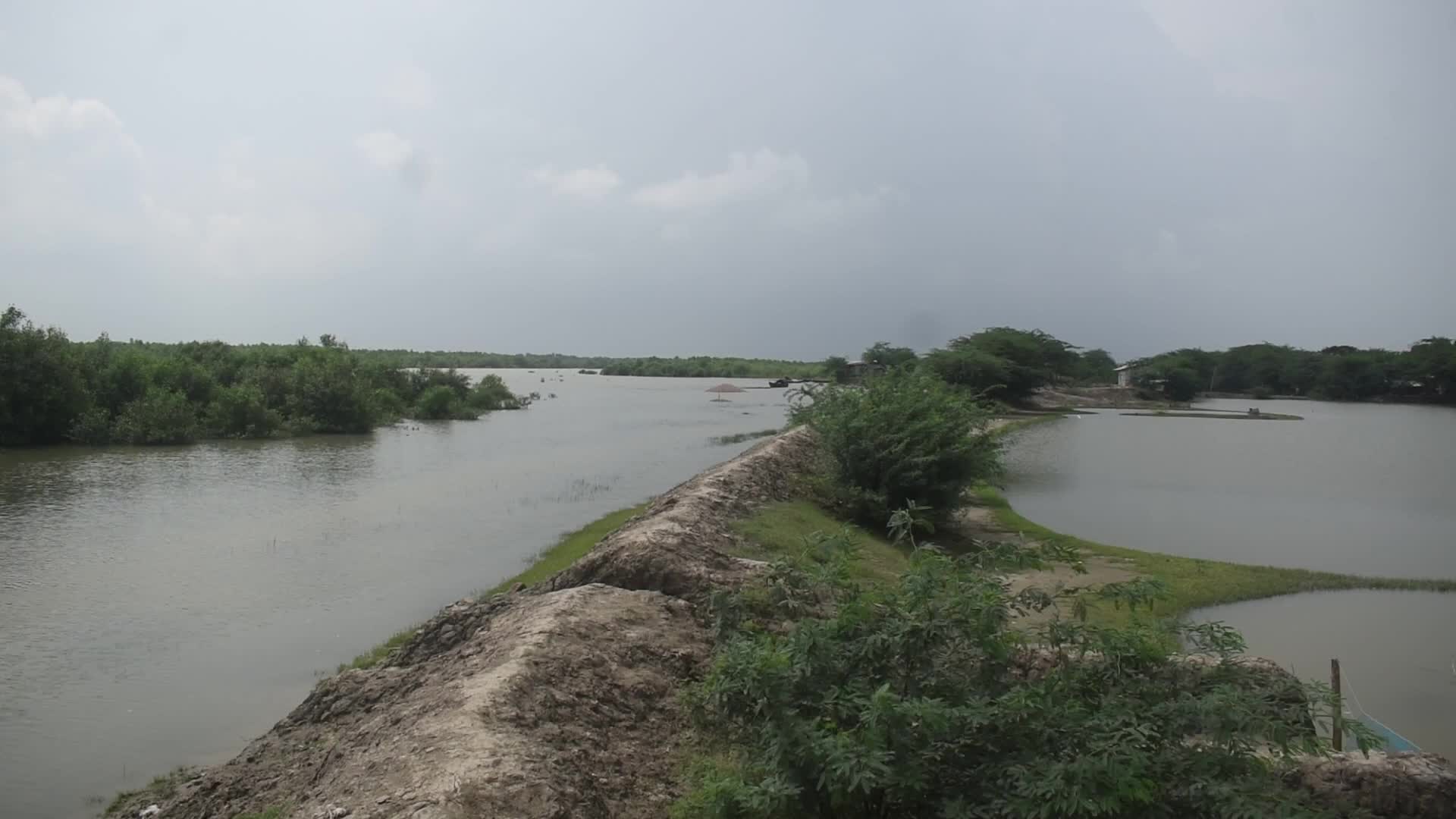 Mangrove Forests Along The Matla River In West Bengal