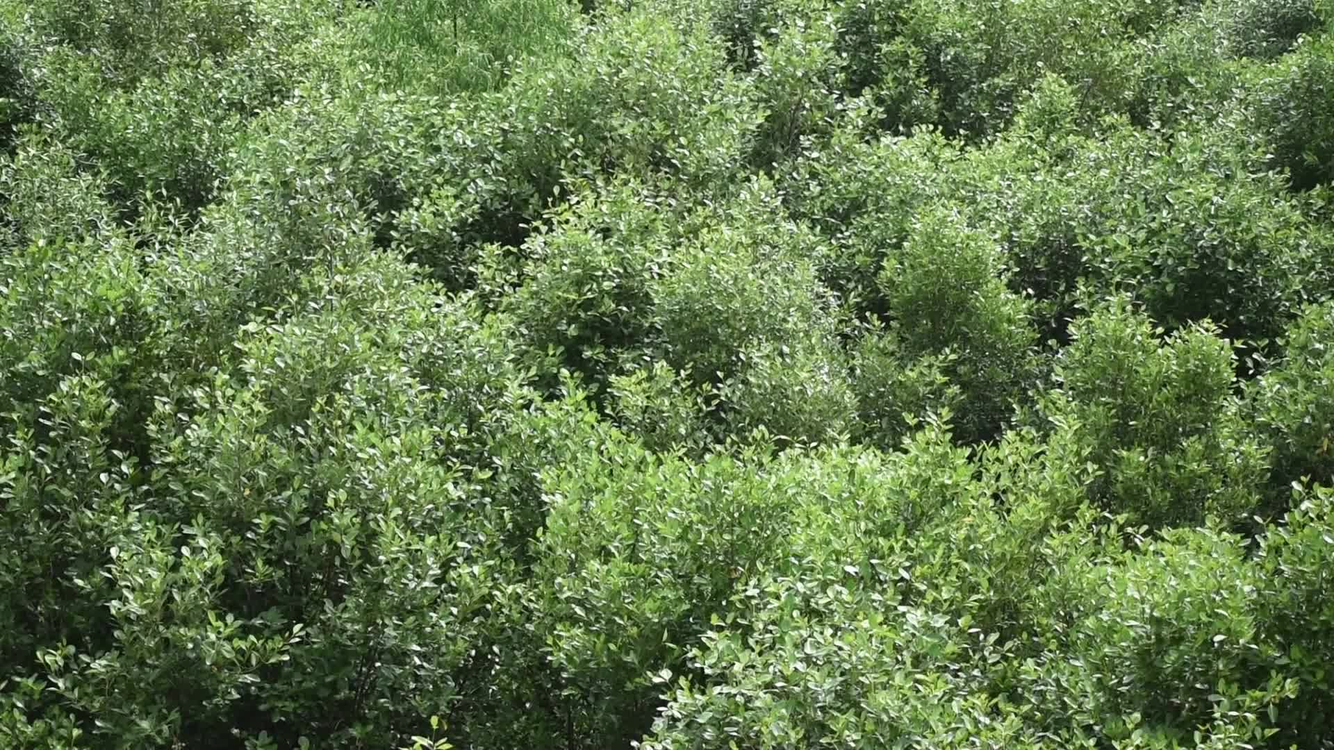 Mangrove Forests Along The Matla River In West Bengal