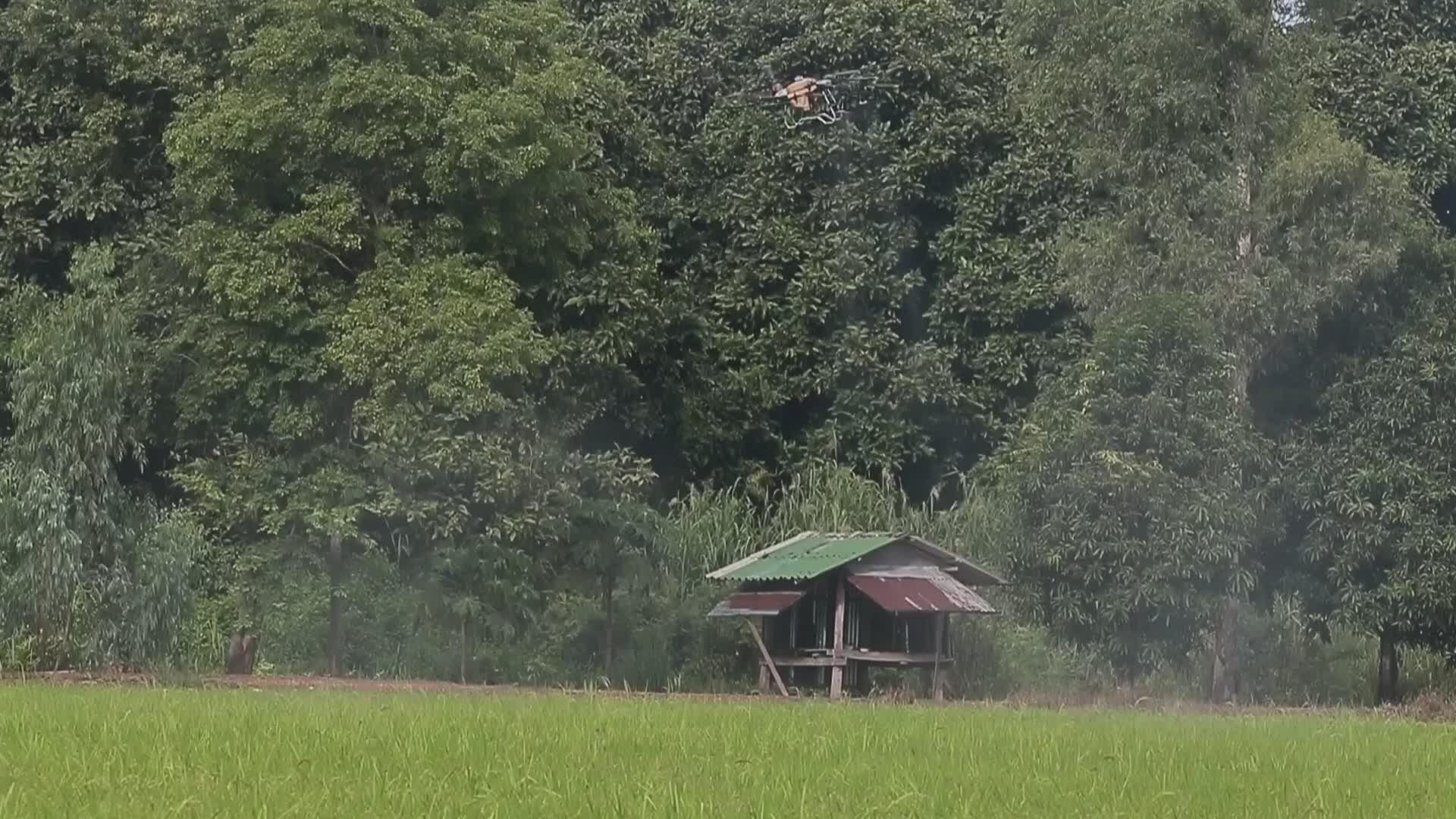 Thailand Agriculture