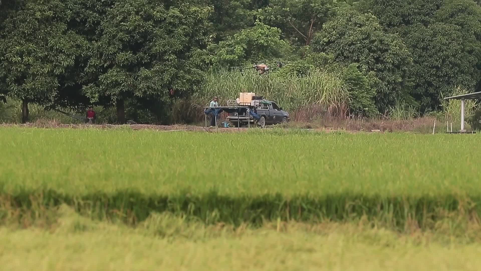 Thailand Agriculture