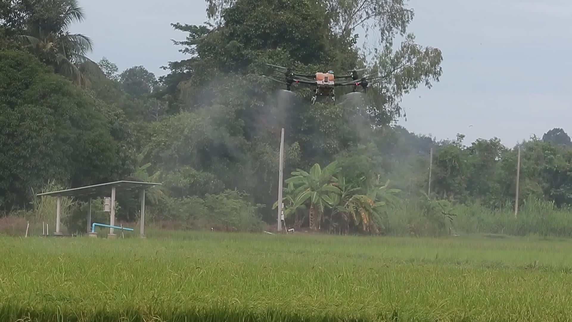 Thailand Agriculture