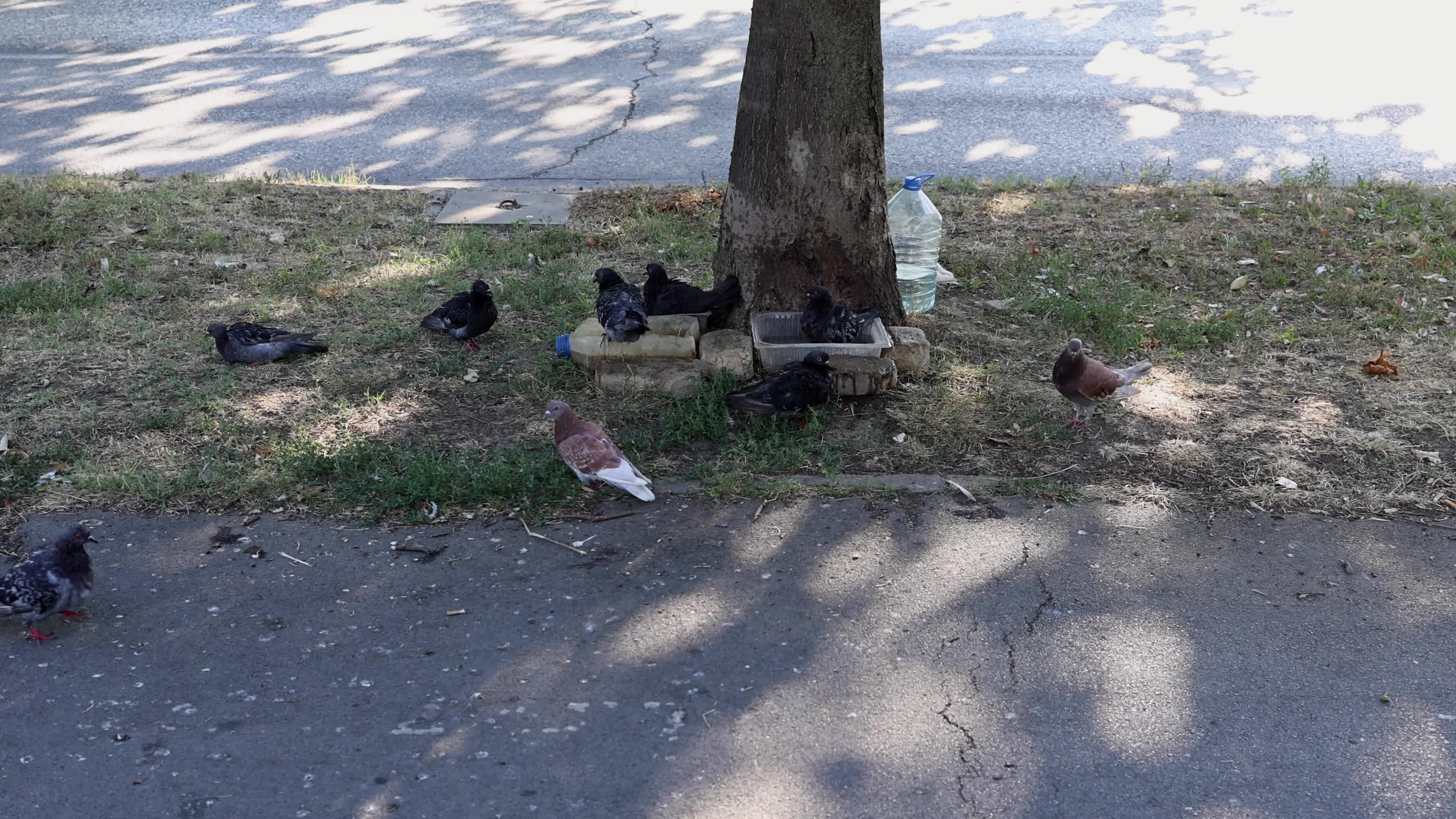 Pigeons During a Heatwave in Europe