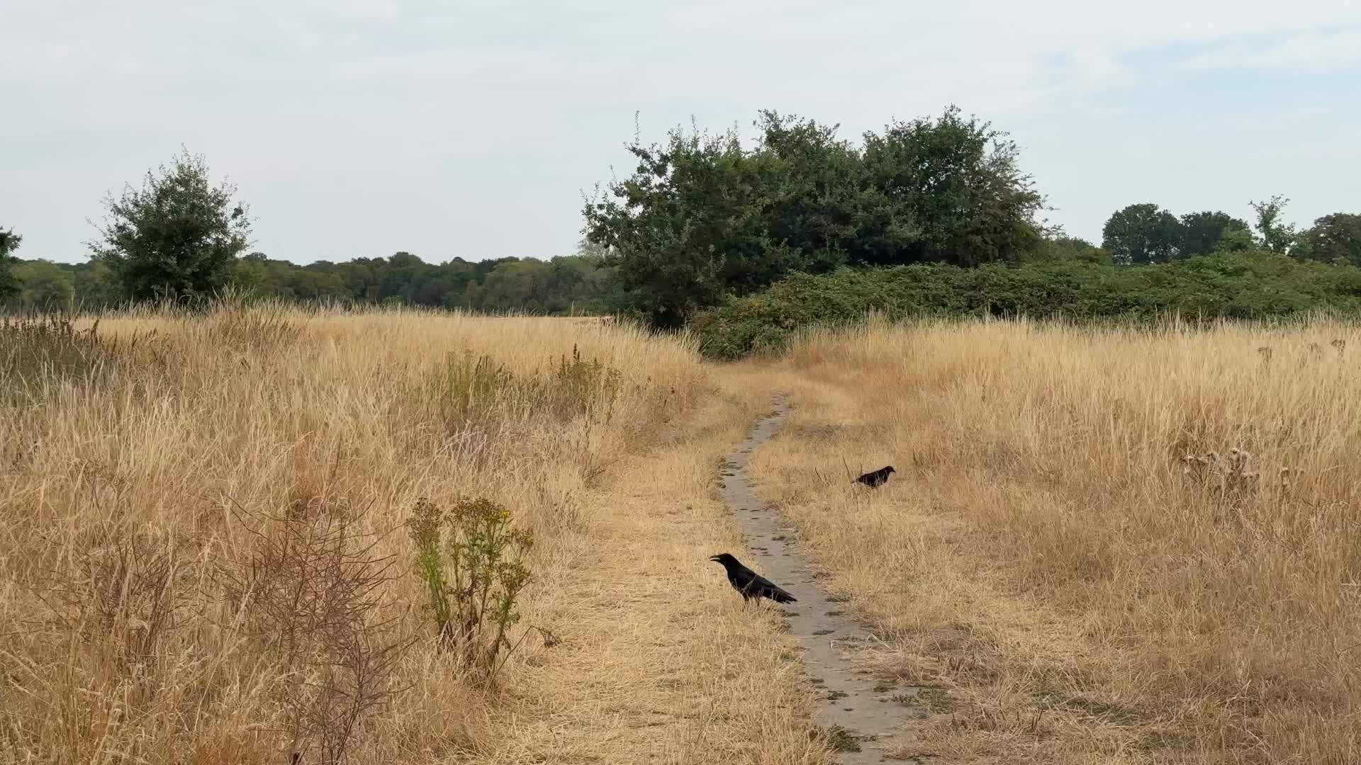 Drought continues in London
