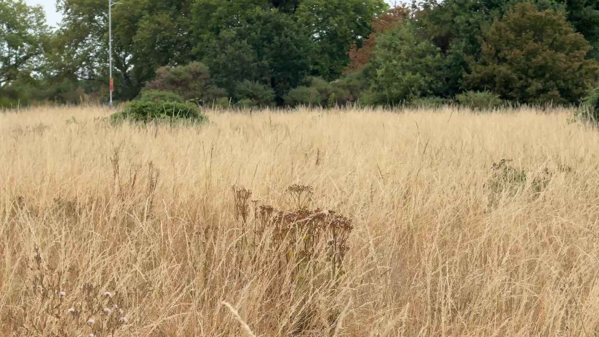 Drought continues in London