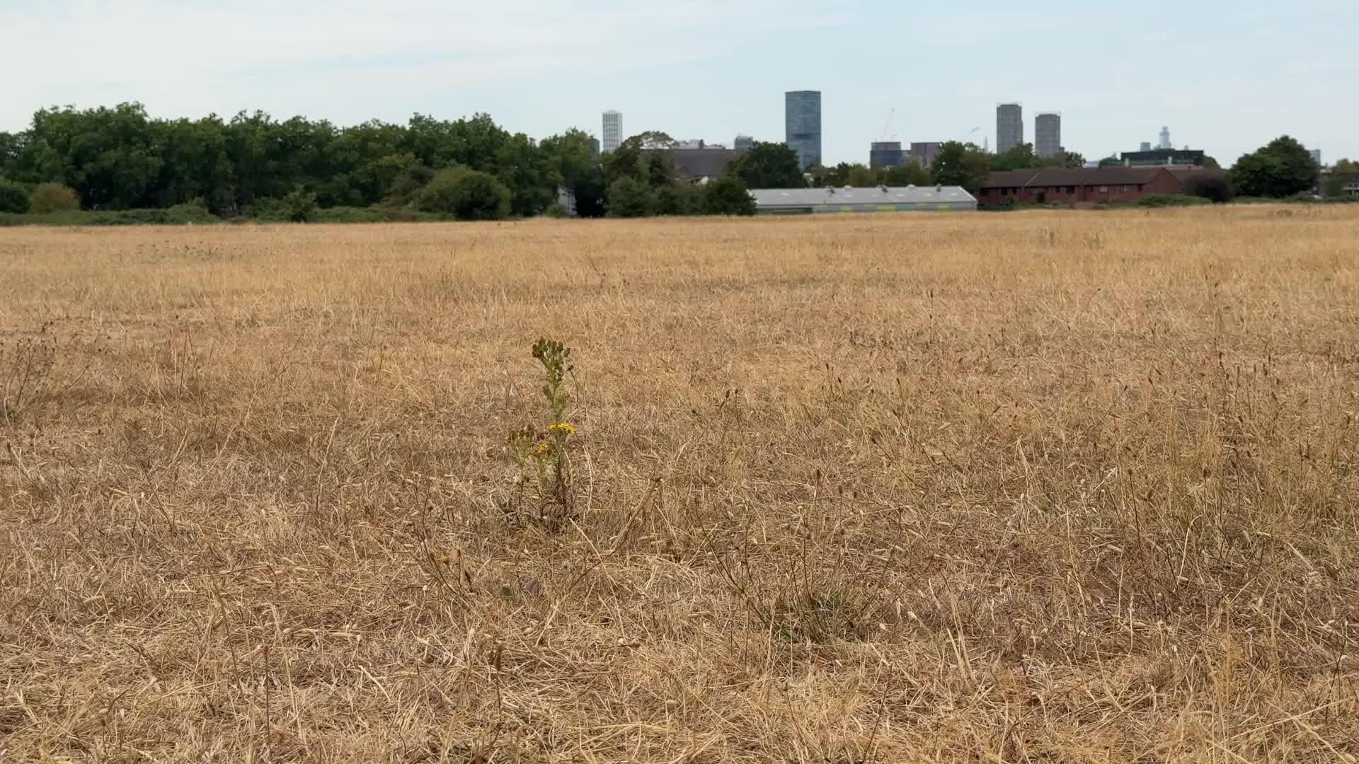 Drought continues in London