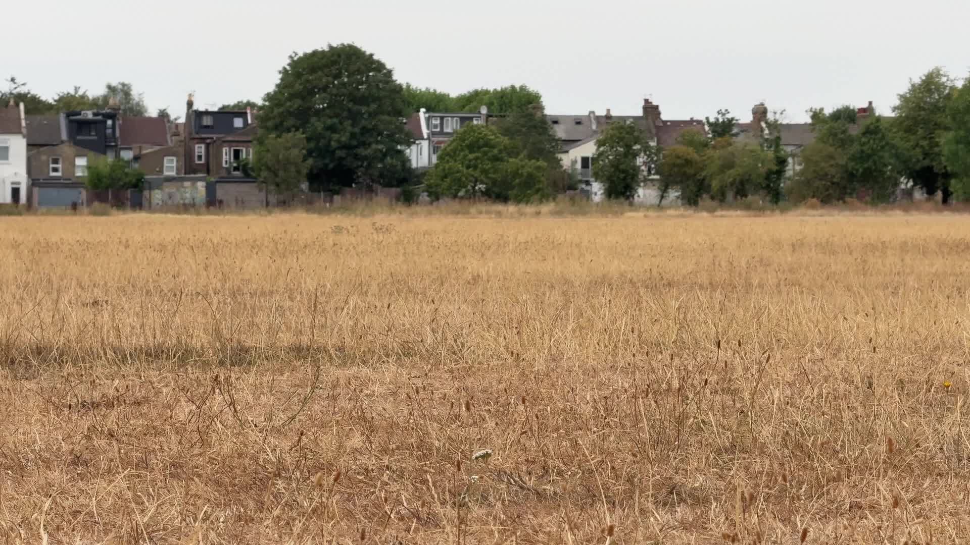 Drought continues in London