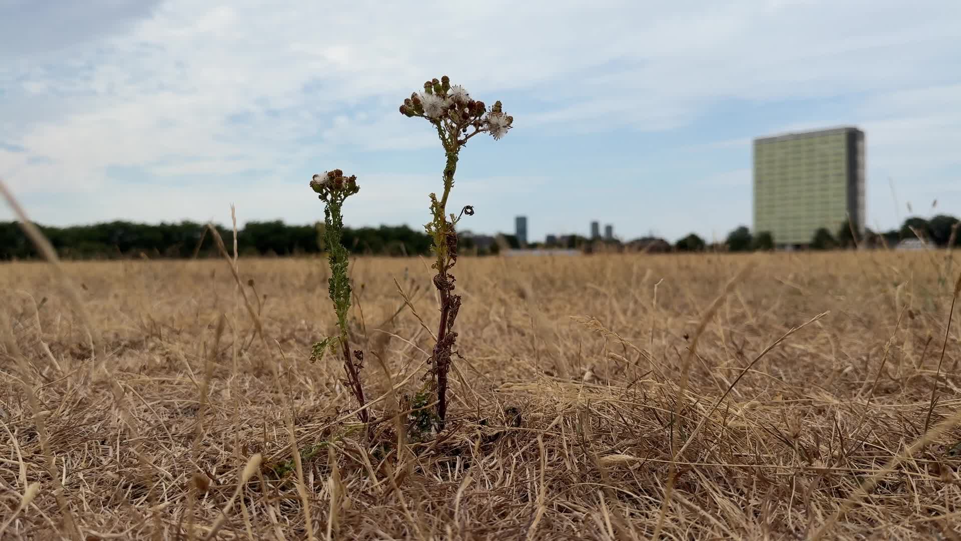 Drought continues in London