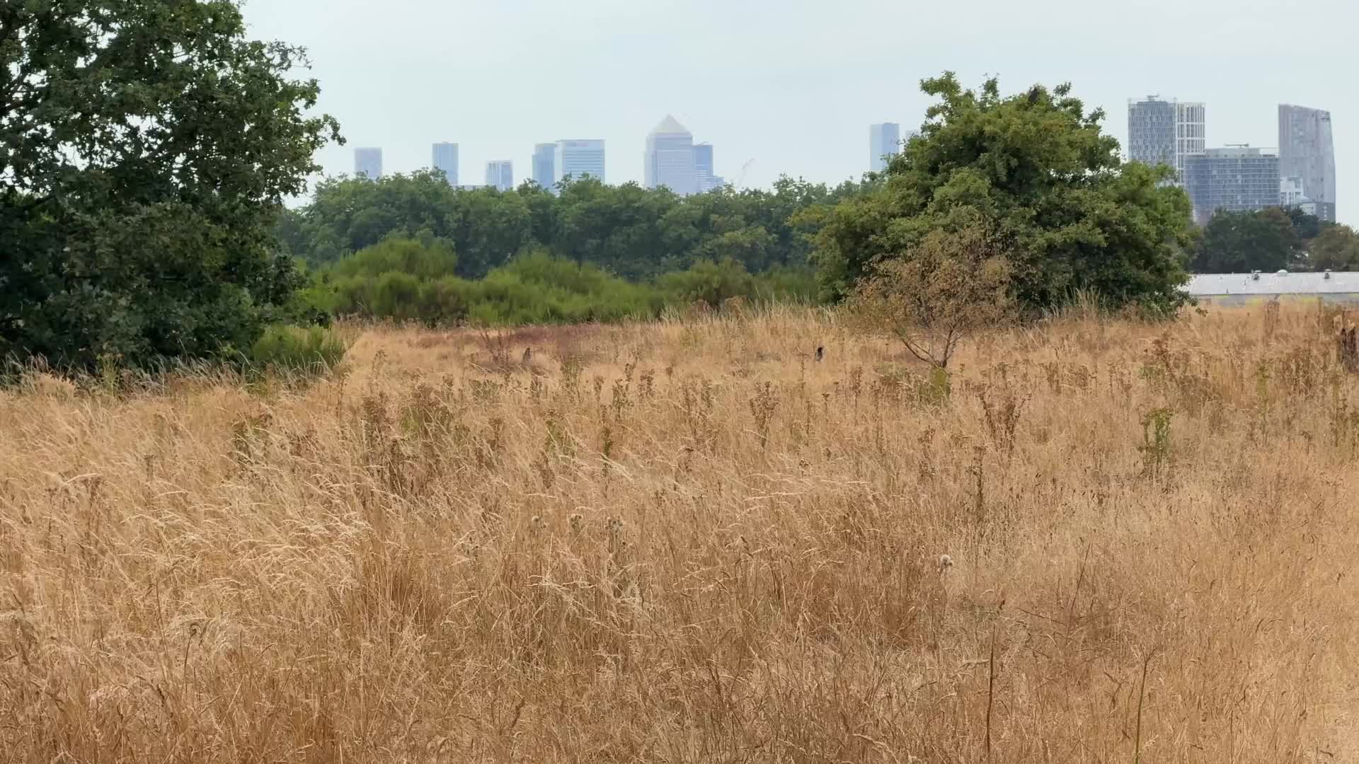 Drought continues in London