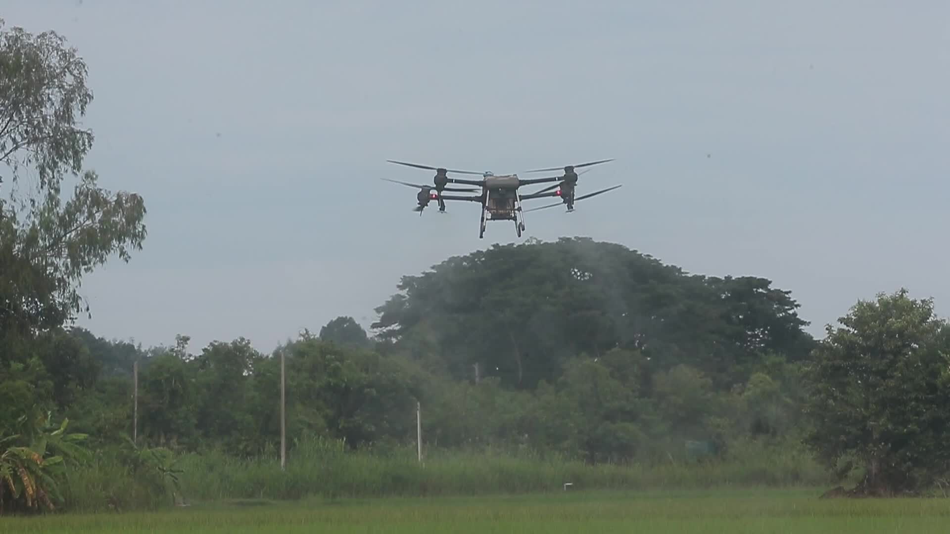 Thailand Agriculture