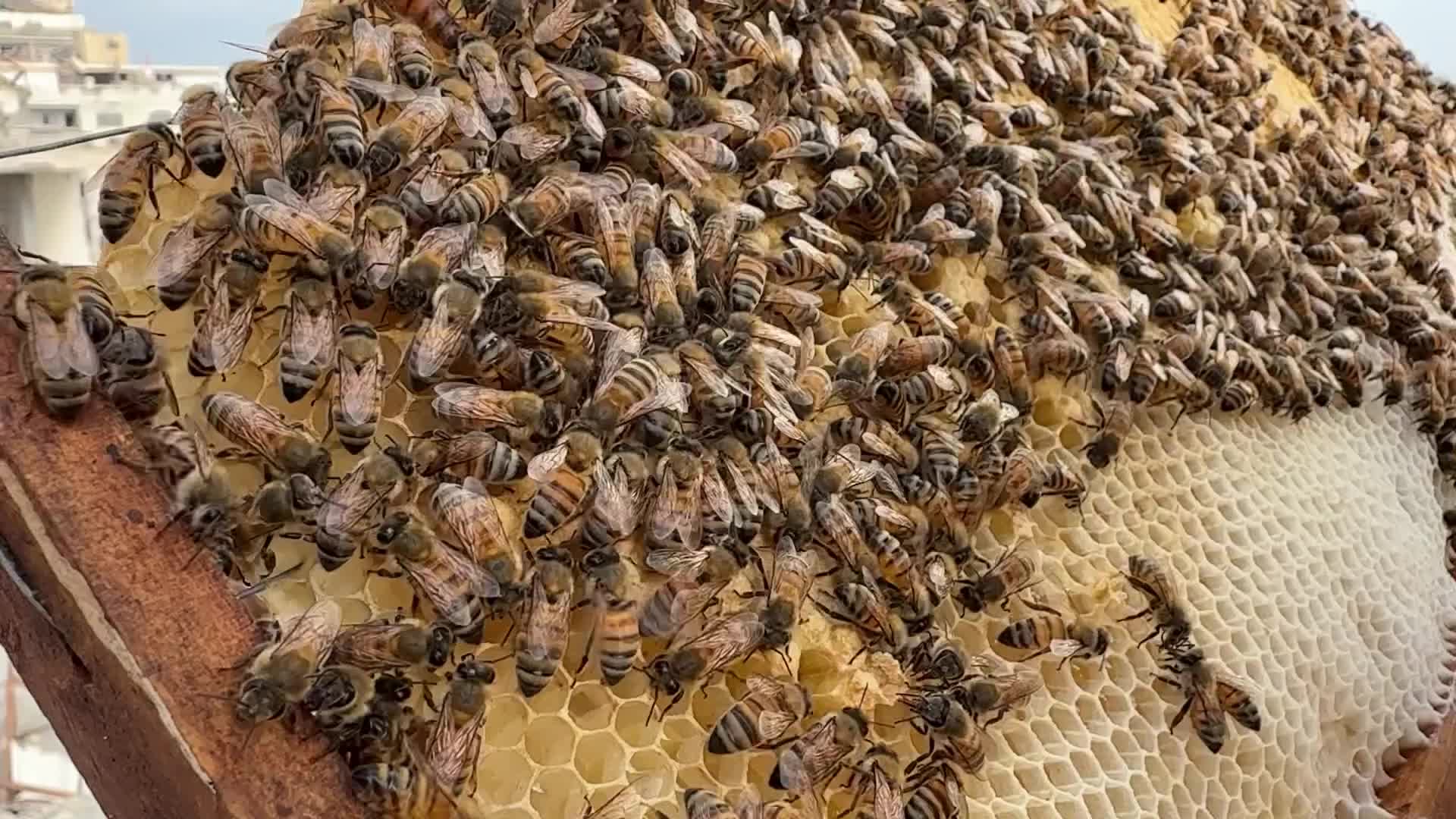 PALESTINIAN-GAZA-ISRAEL-CONFLICT-BEEKEEPING