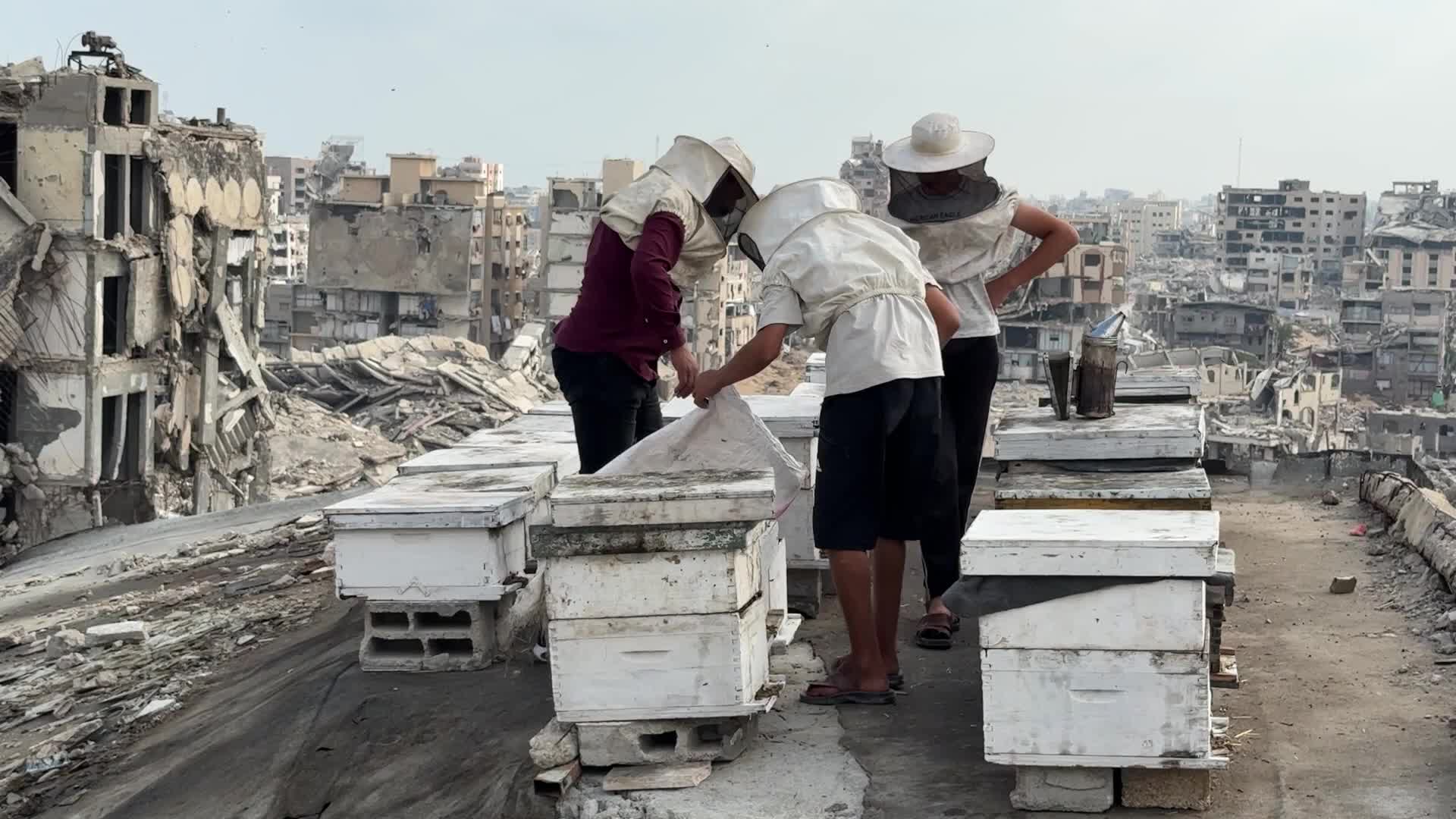 PALESTINIAN-GAZA-ISRAEL-CONFLICT-BEEKEEPING