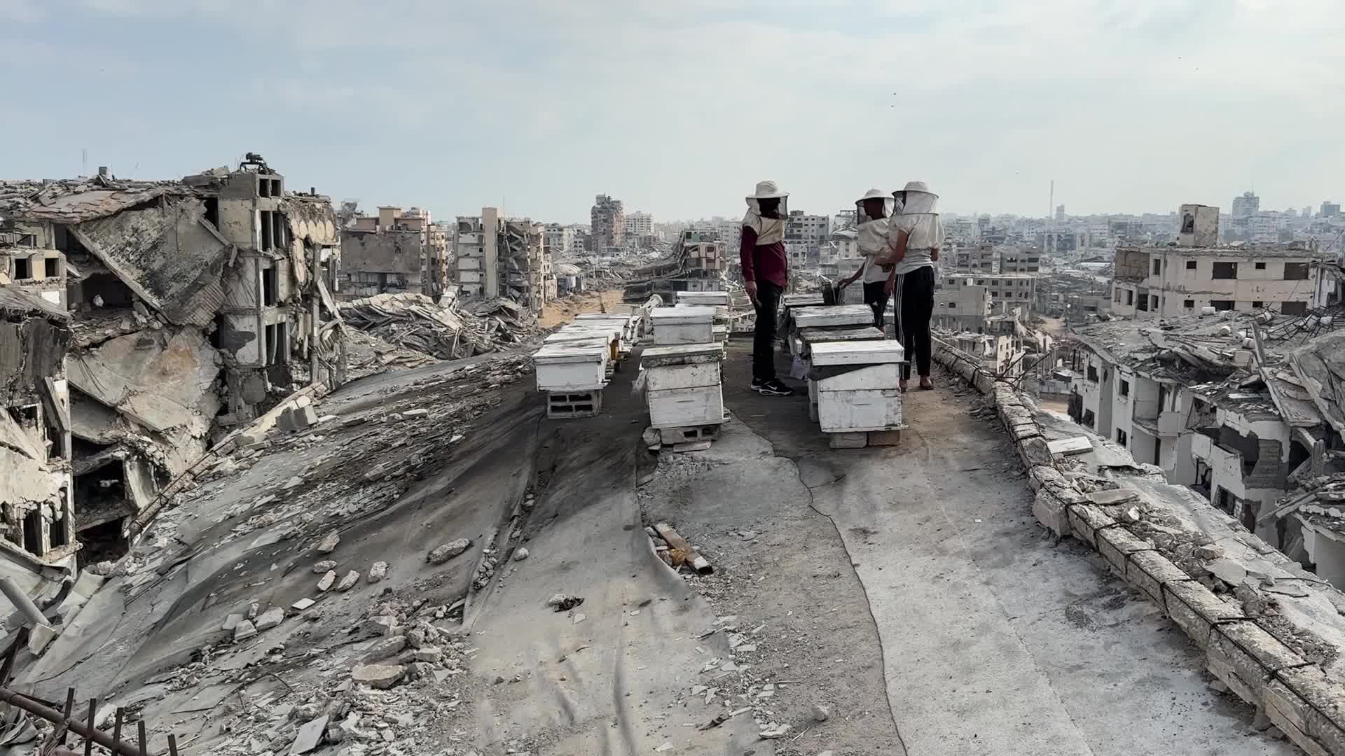 PALESTINIAN-GAZA-ISRAEL-CONFLICT-BEEKEEPING