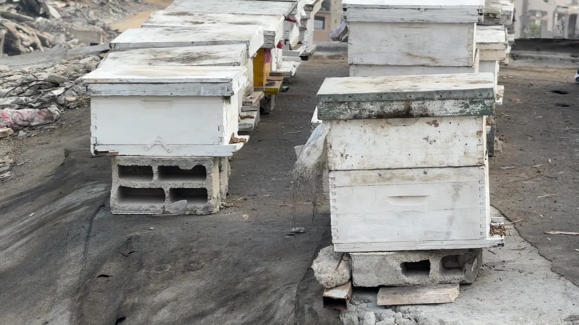 PALESTINIAN-GAZA-ISRAEL-CONFLICT-BEEKEEPING