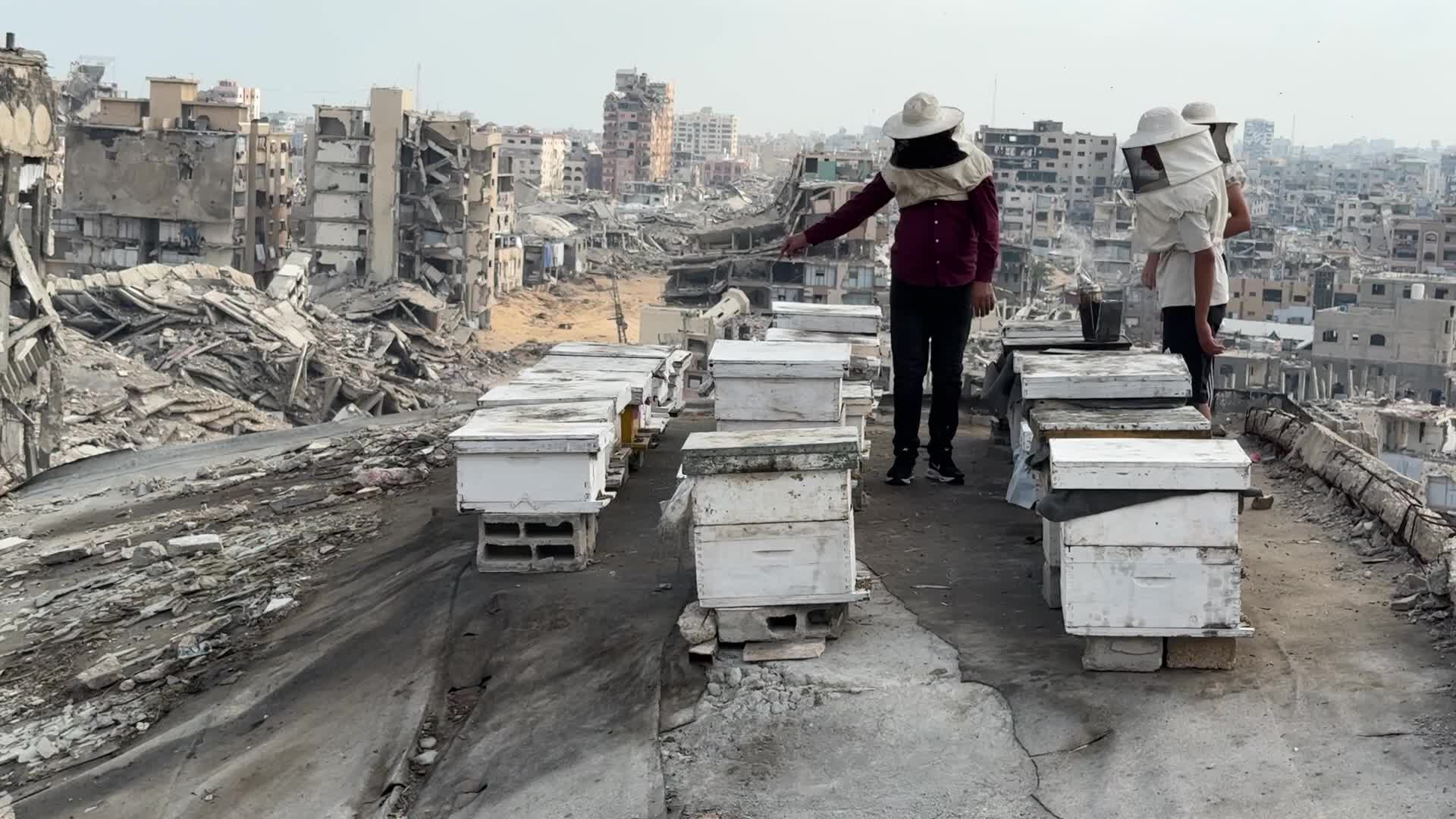PALESTINIAN-GAZA-ISRAEL-CONFLICT-BEEKEEPING