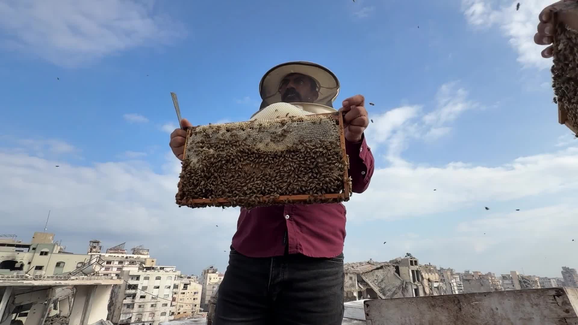 PALESTINIAN-GAZA-ISRAEL-CONFLICT-BEEKEEPING