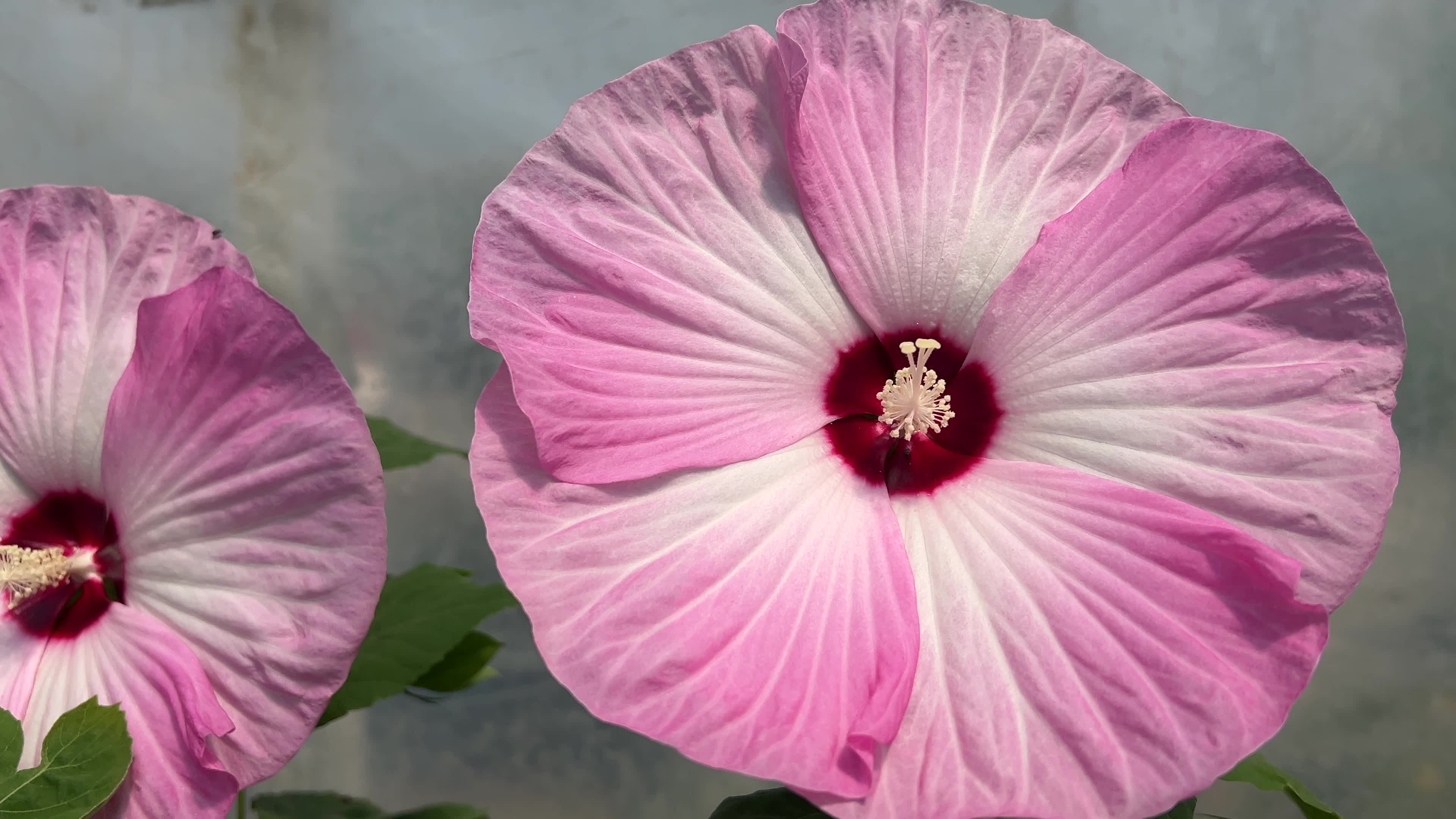 Hibiscus flowers