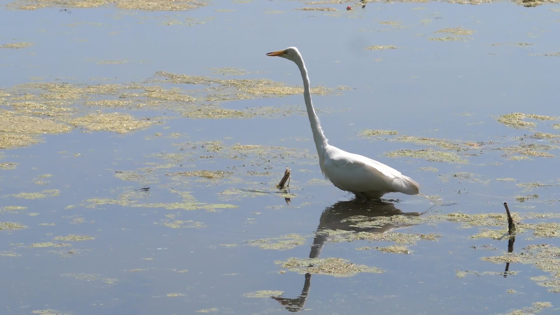 Great Egret Heron, Toronto, Canada