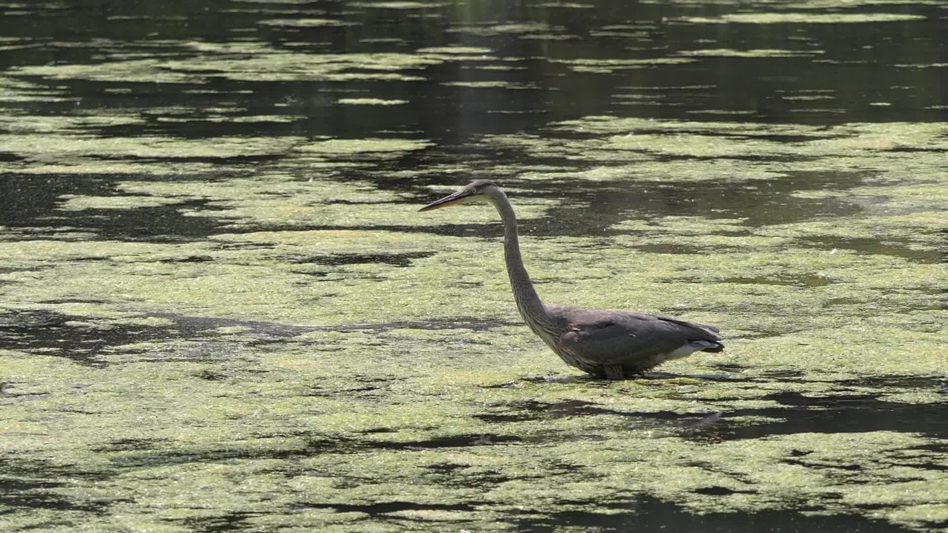 Great Blue Heron, Toronto, Canada