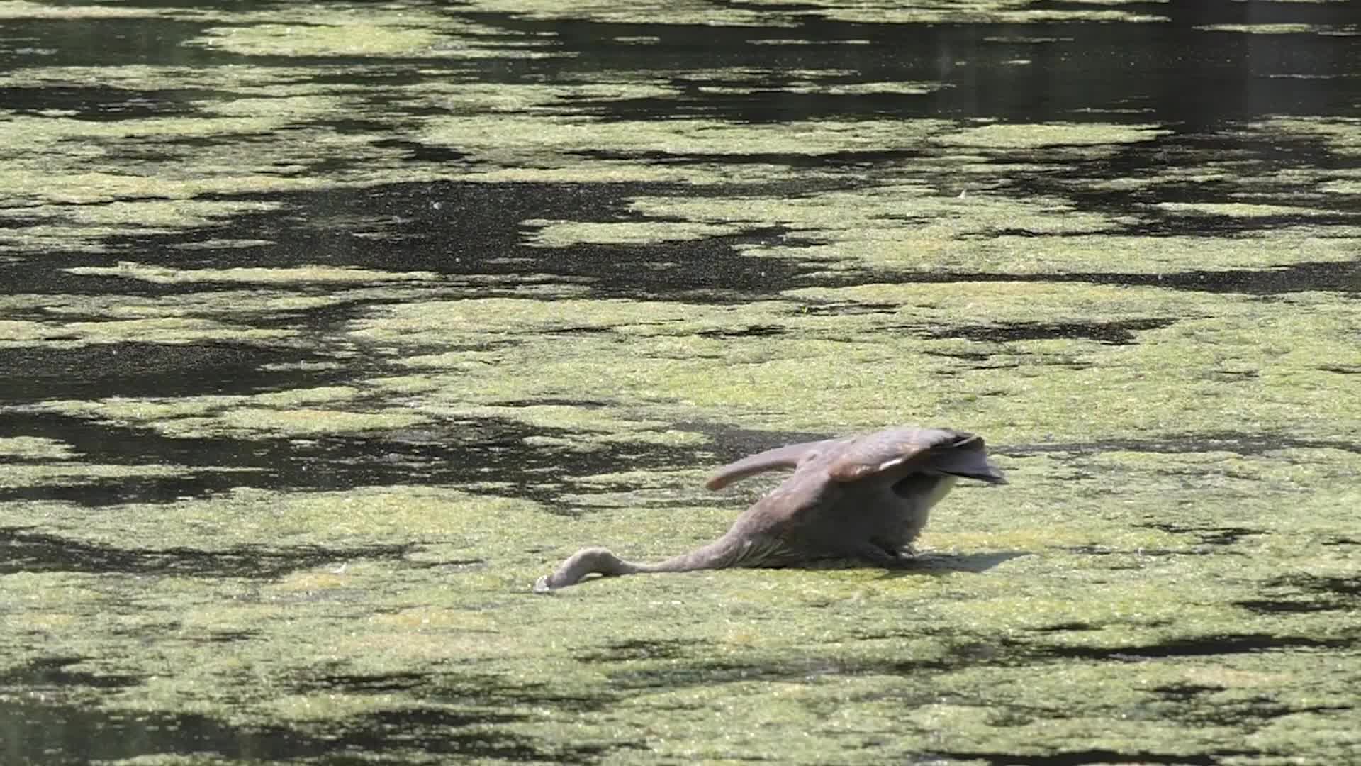 Great Blue Heron, Toronto, Canada
