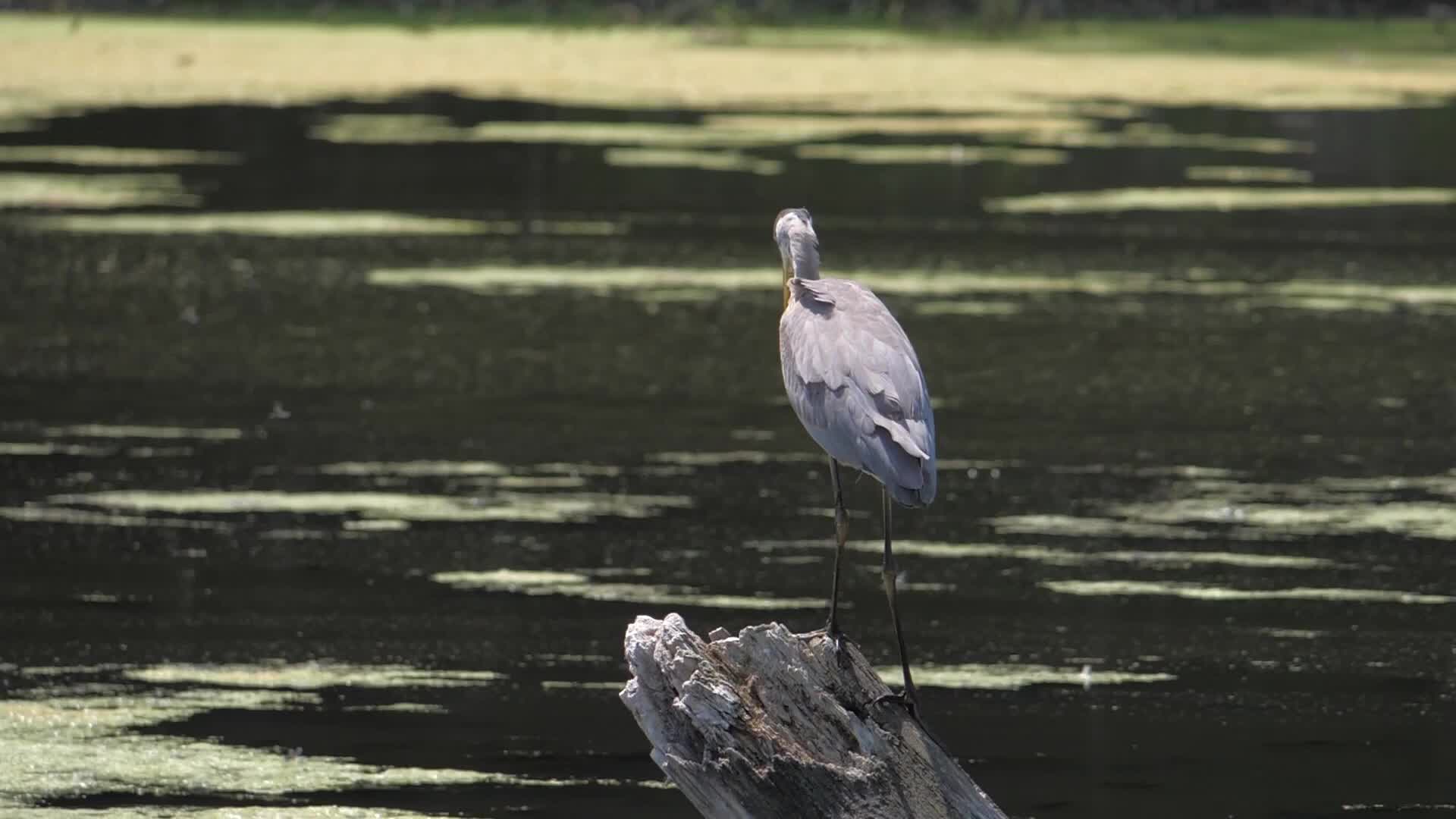 Great Blue Heron, Toronto, Canada