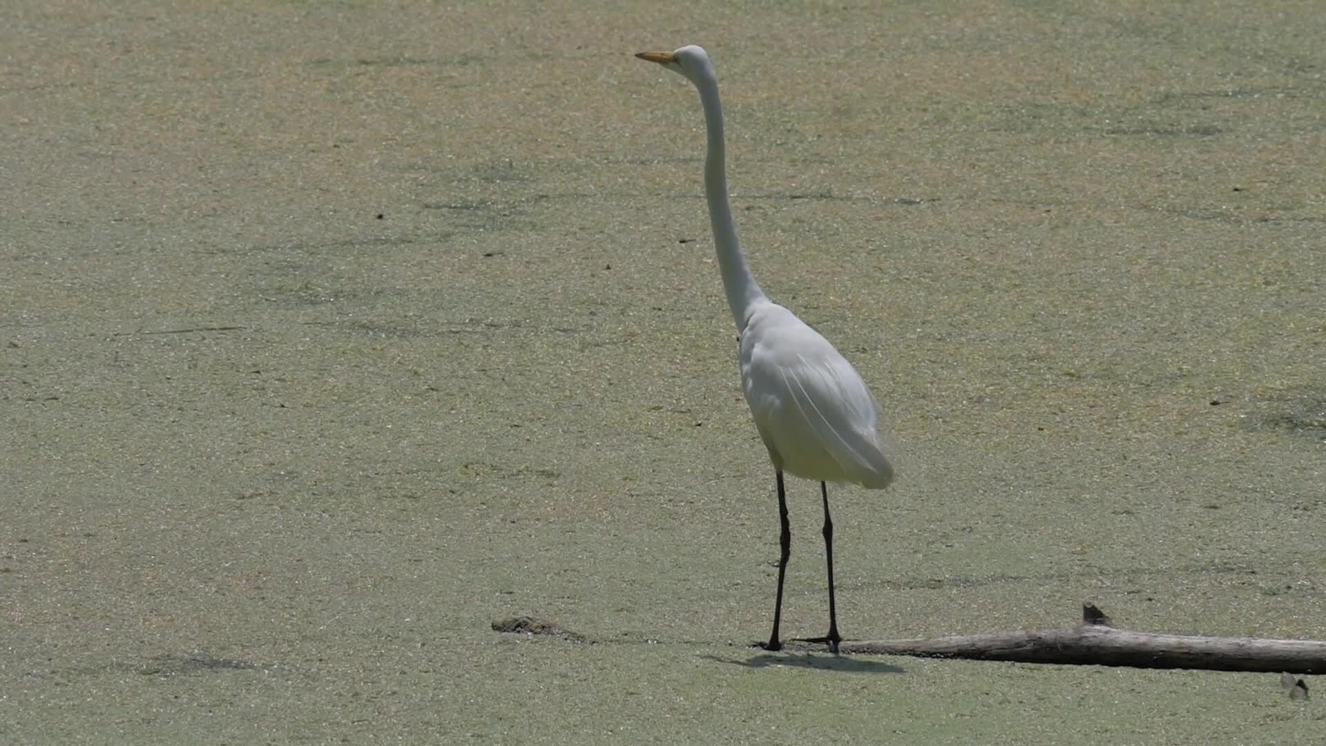 Great Egret Heron, Toronto, Canada