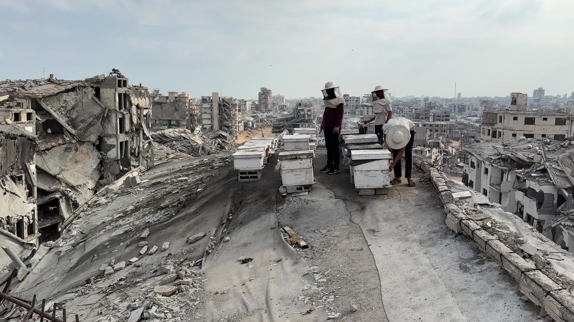PALESTINIAN-GAZA-ISRAEL-CONFLICT-BEEKEEPING