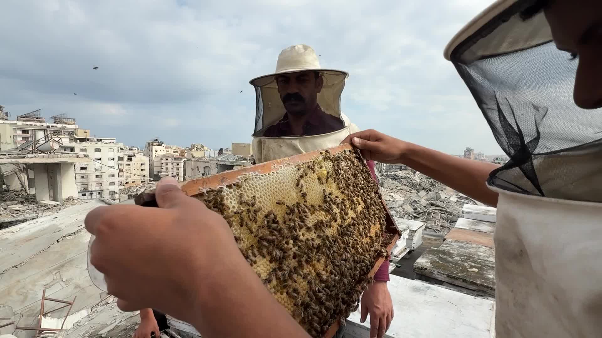PALESTINIAN-GAZA-ISRAEL-CONFLICT-BEEKEEPING