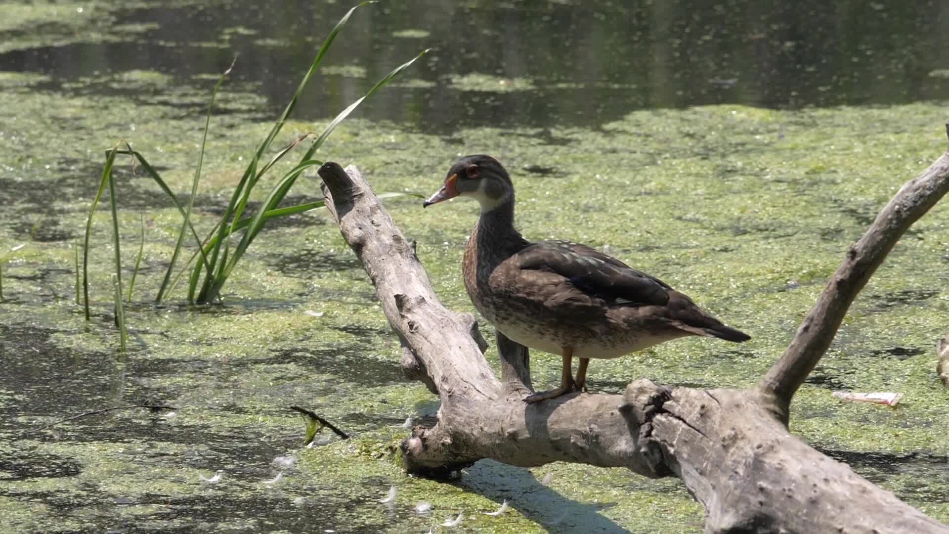 Wood duck, Toronto, Canada