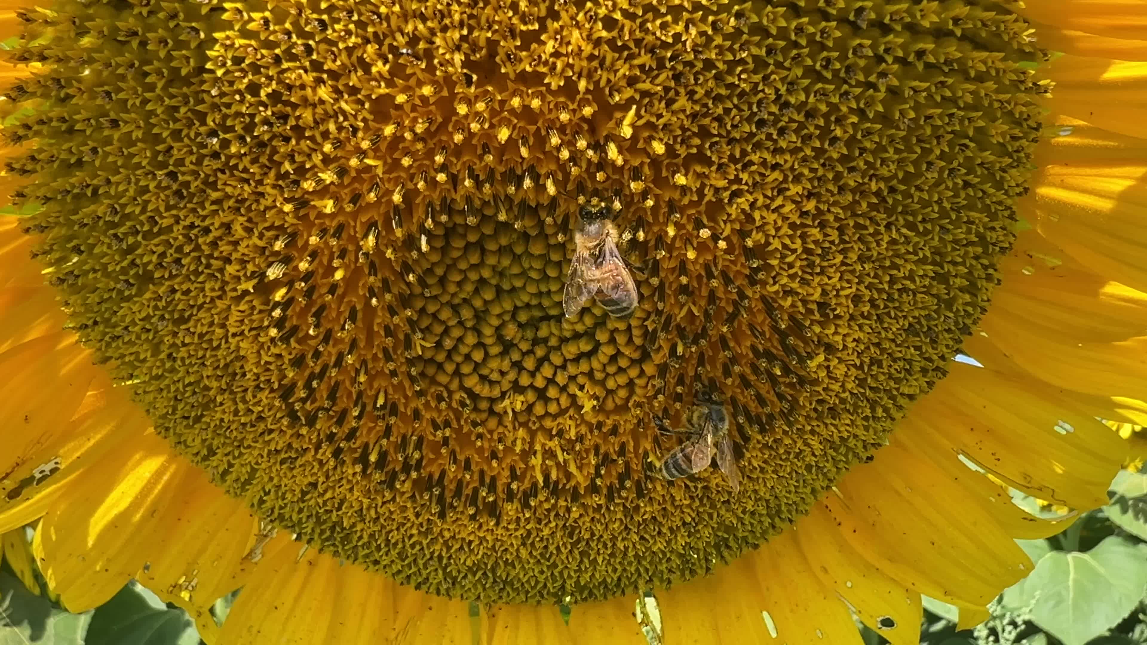 Agriculture in Canada - Sunflowers