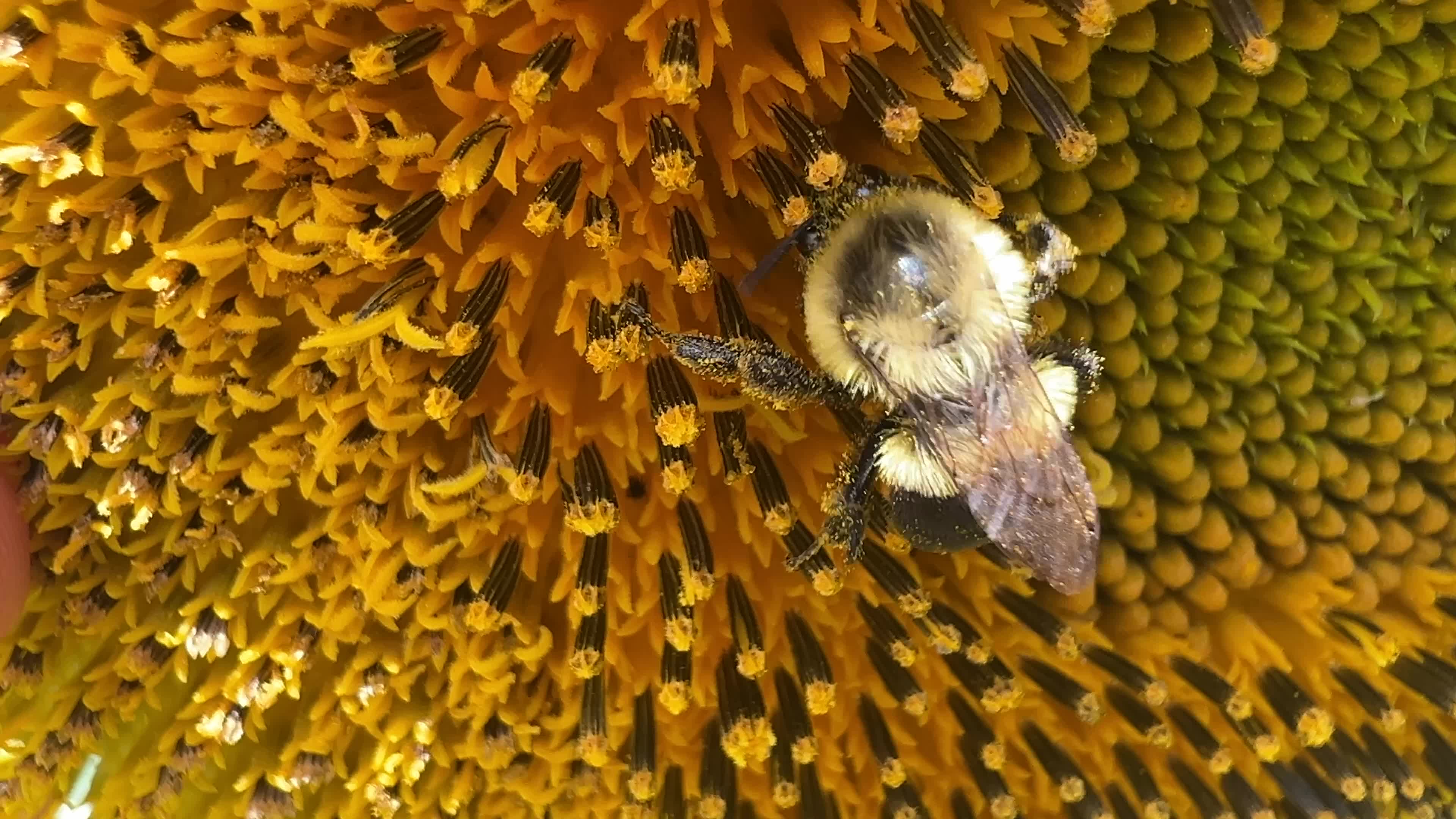 Agriculture in Canada - Sunflowers