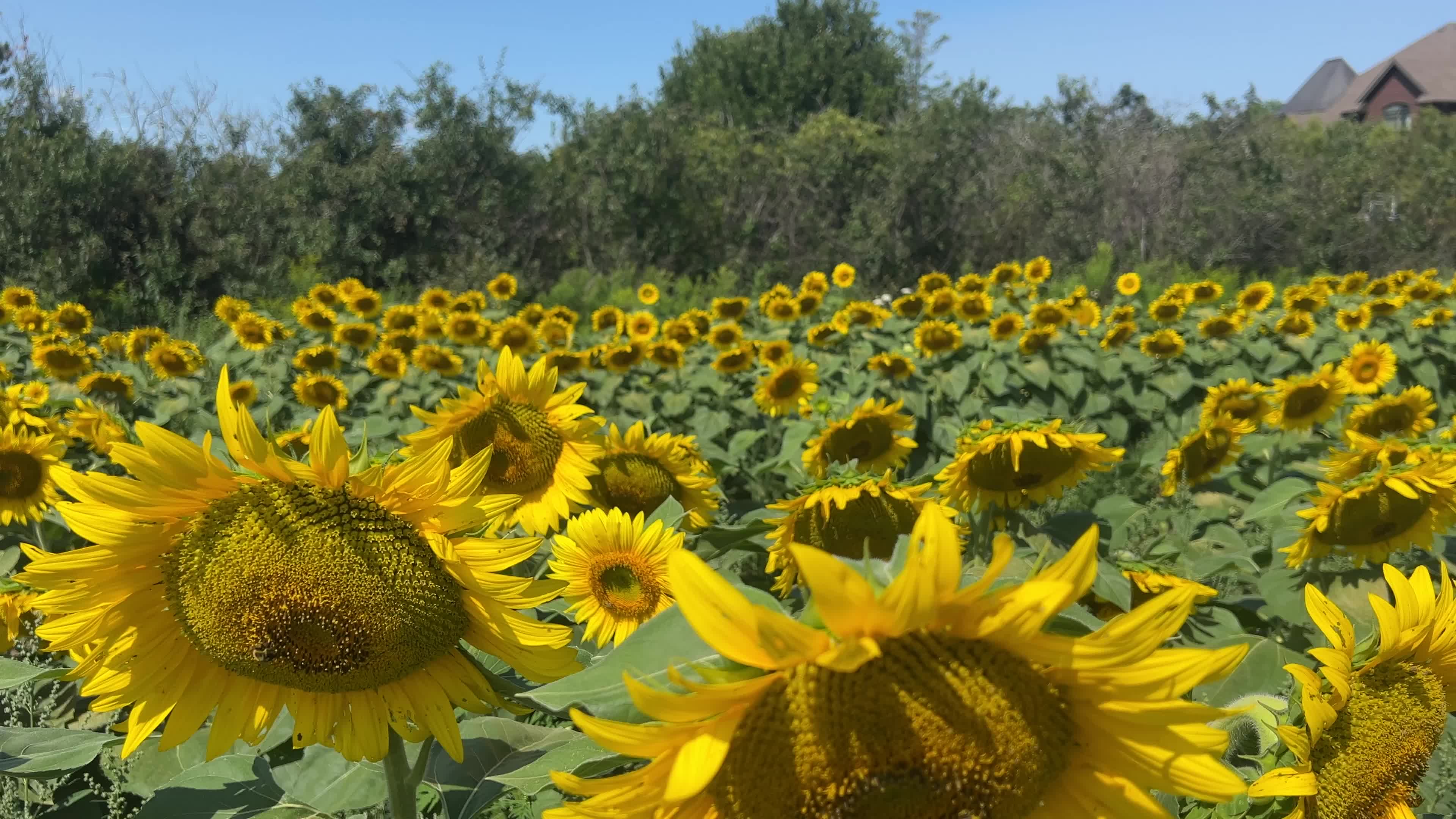 Agriculture in Canada - Sunflowers