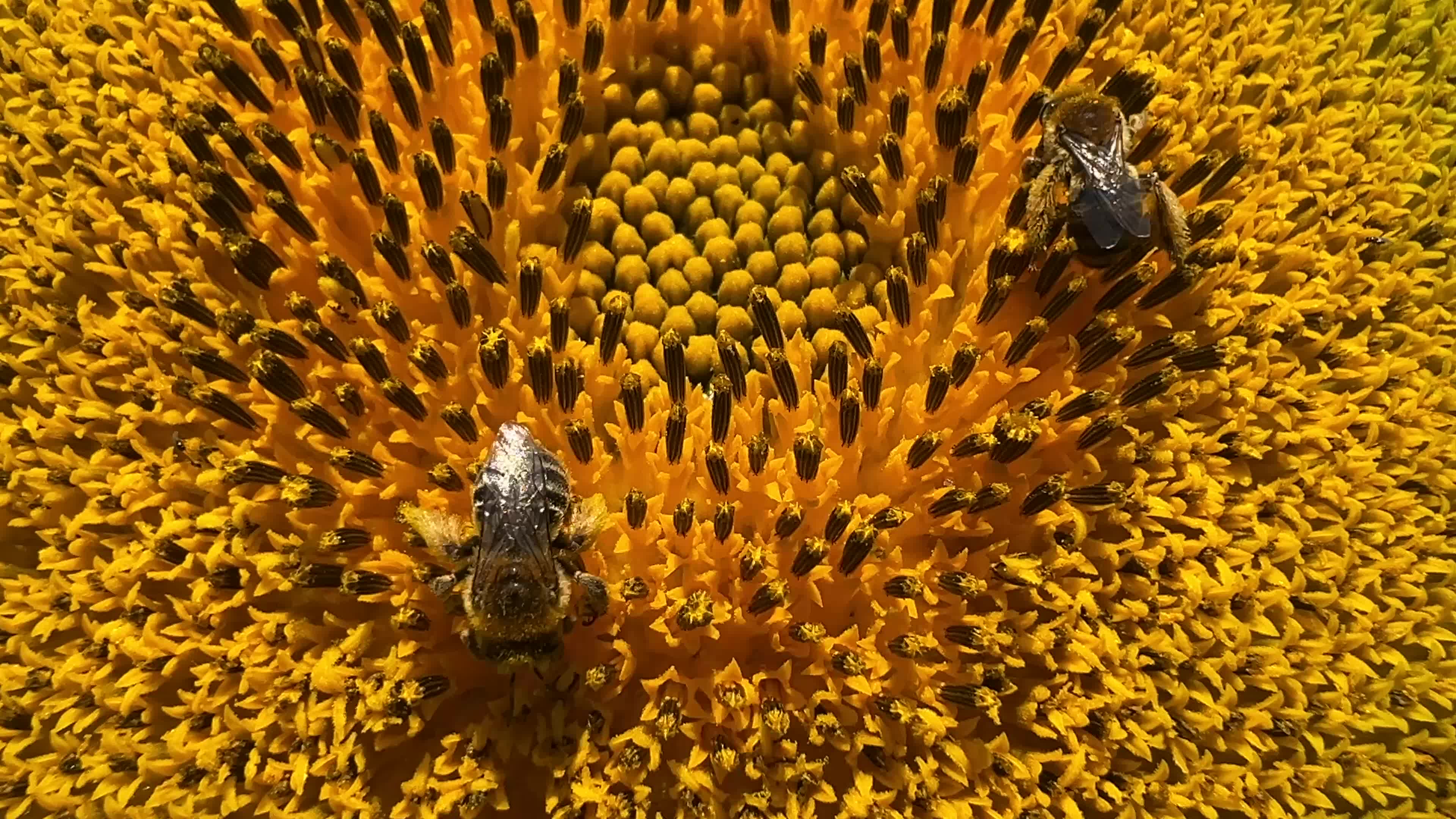 Agriculture in Canada - Sunflowers