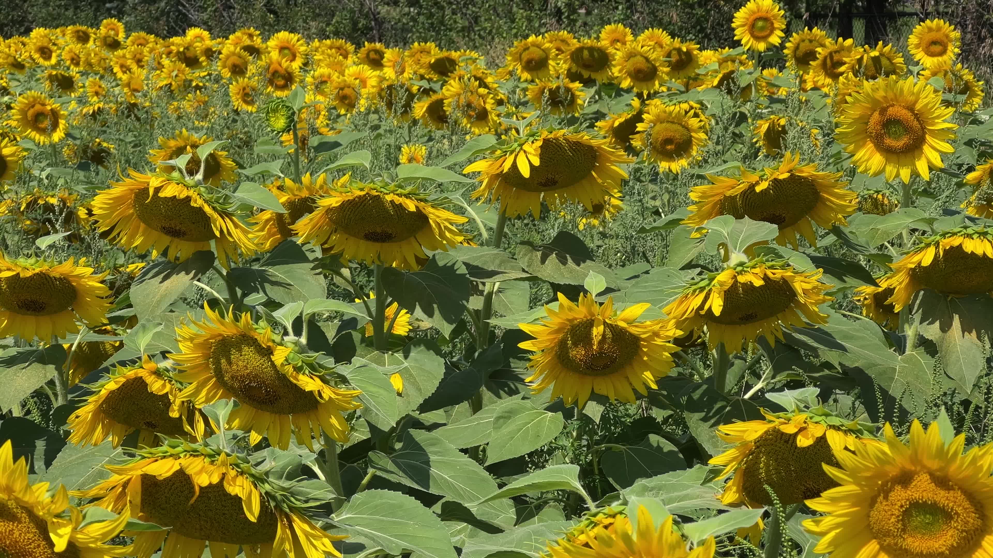 Agriculture in Canada - Sunflowers